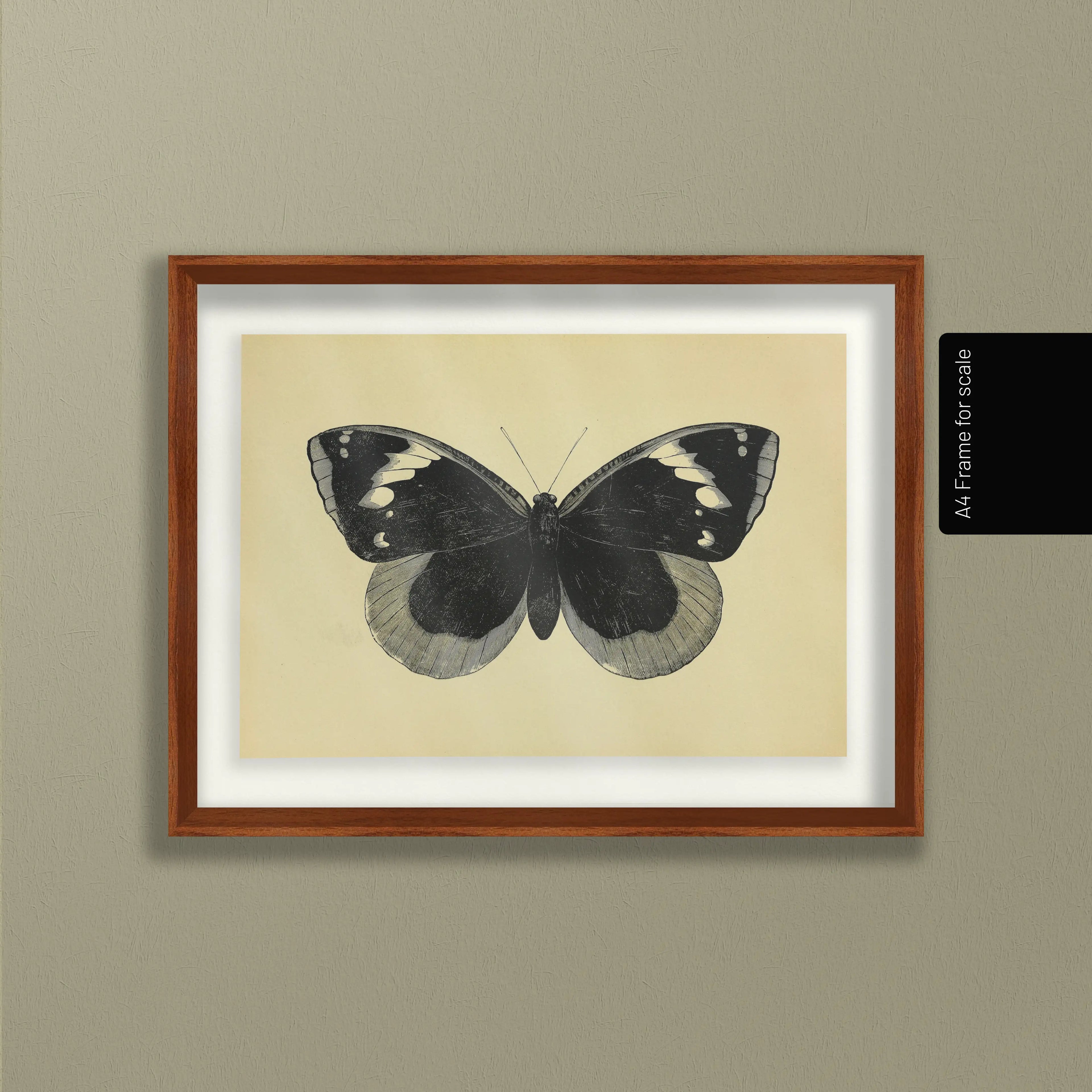 Natural History: Plate No. 49