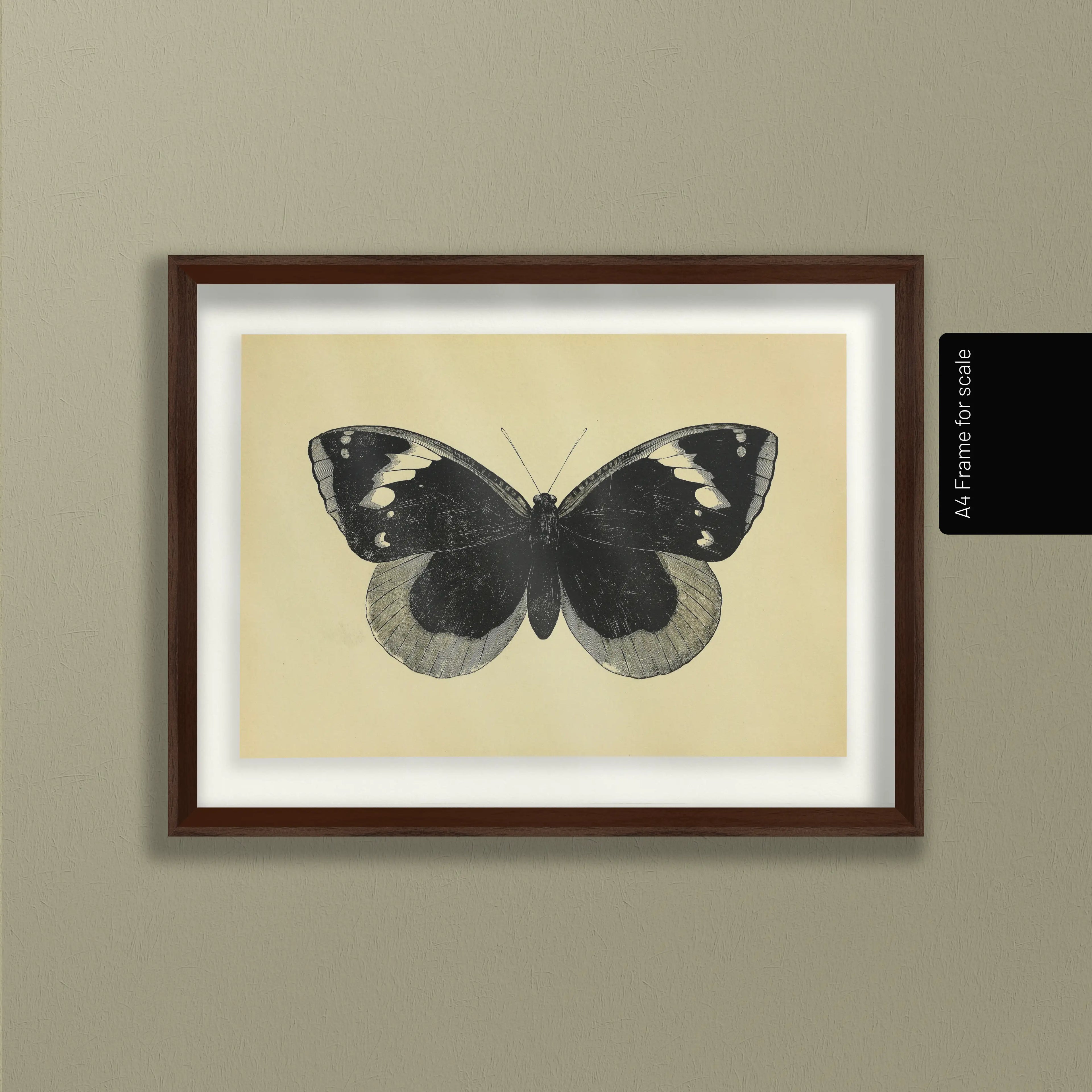 Natural History: Plate No. 49