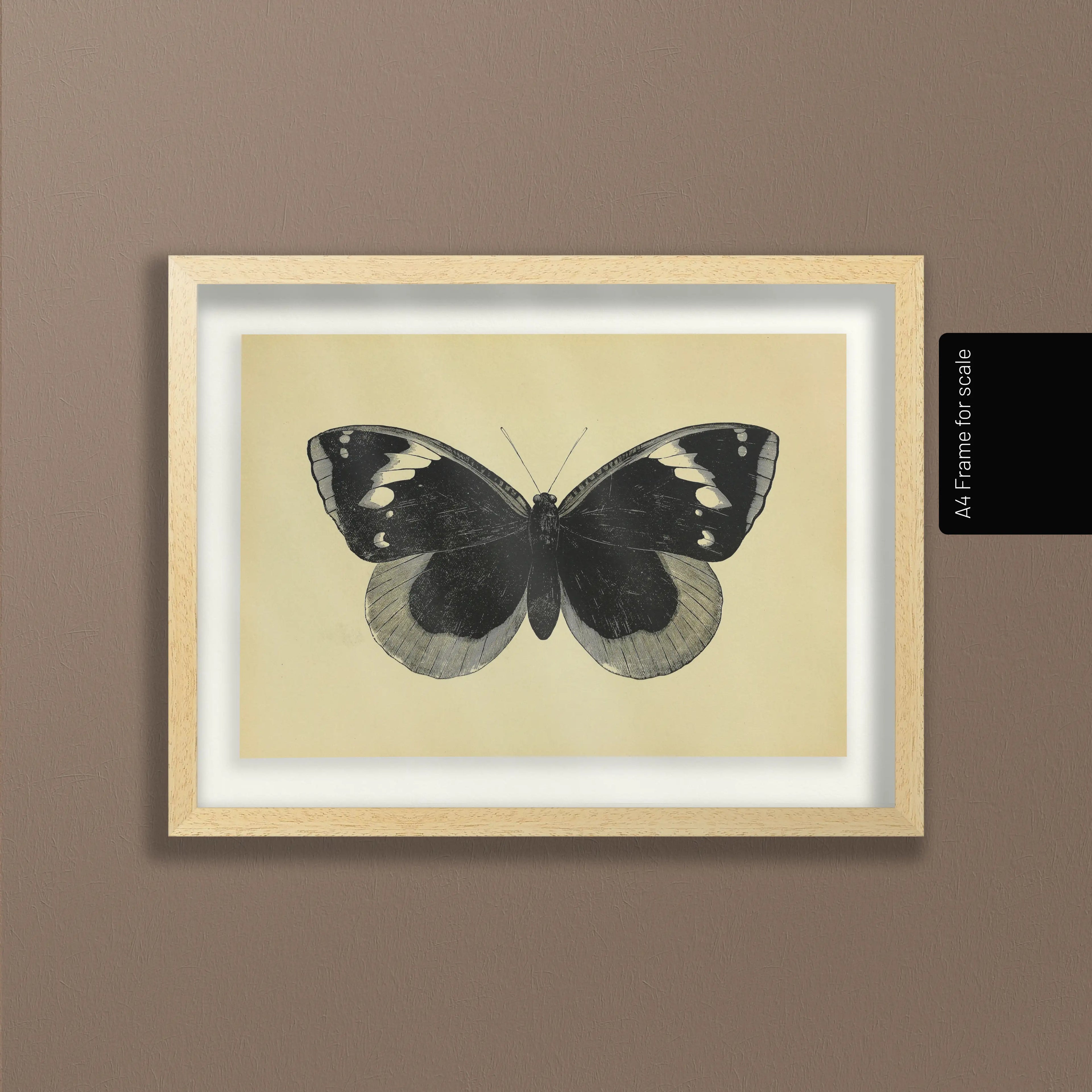 Natural History: Plate No. 49