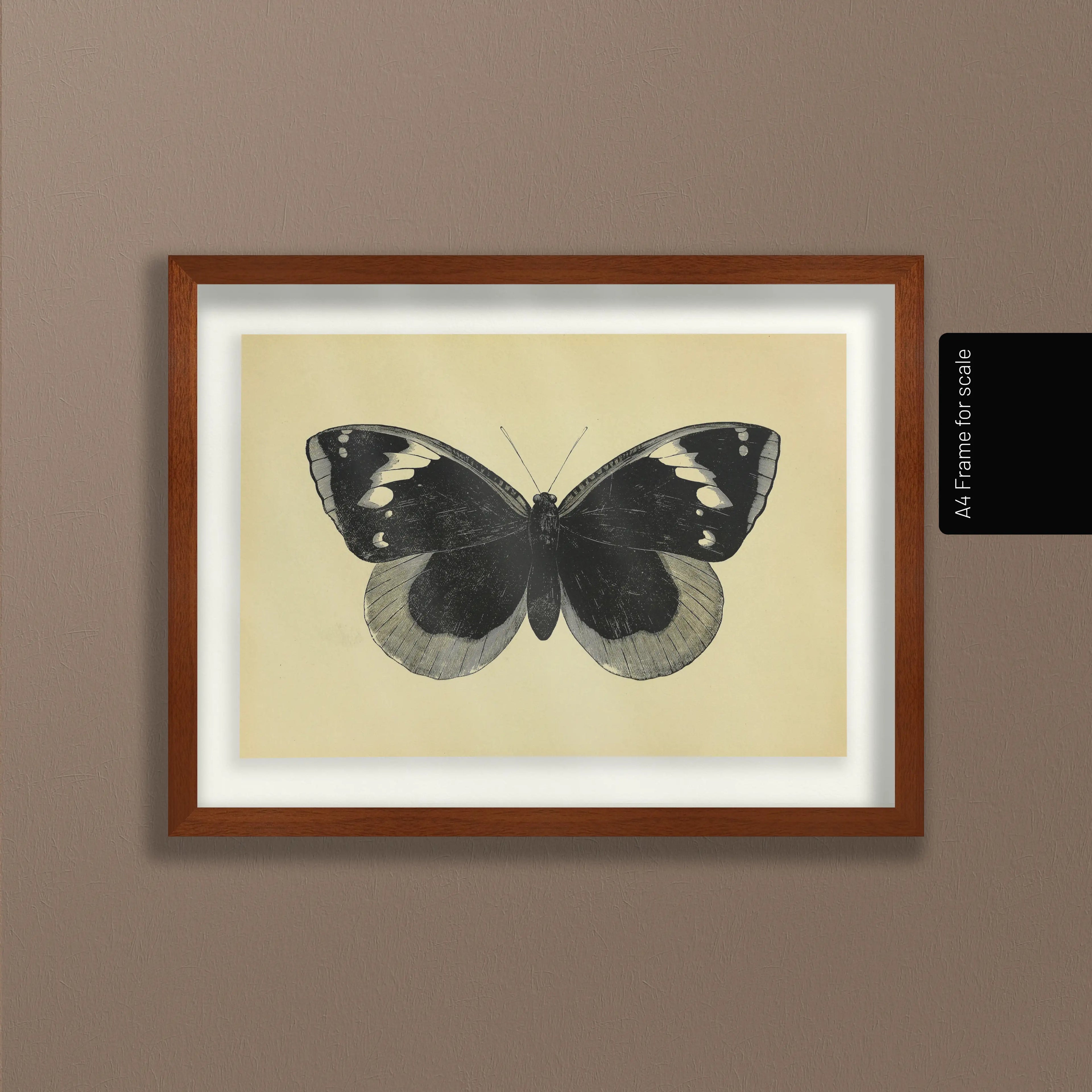 Natural History: Plate No. 49