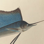 Natural History: Plate No. 50