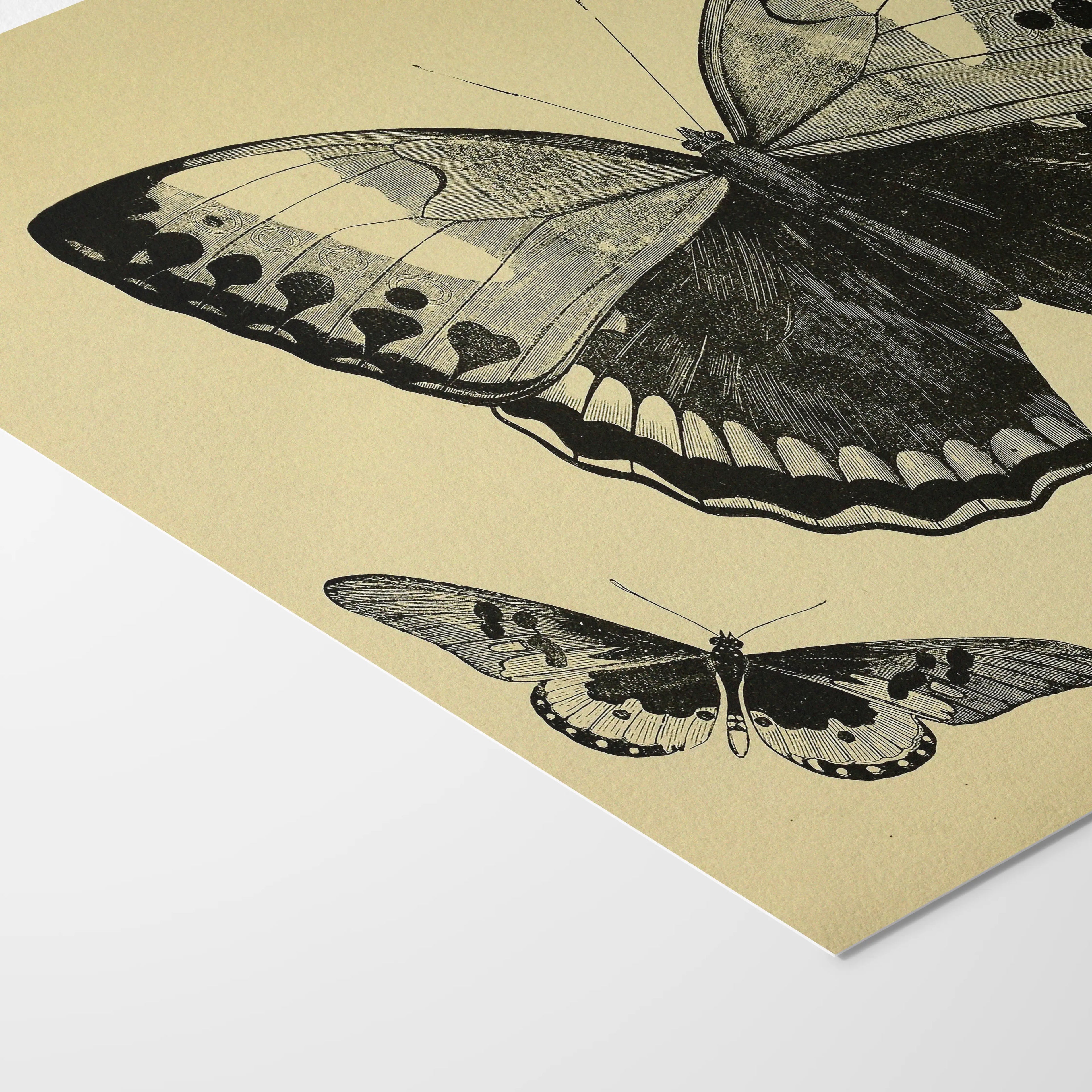 Natural History: Plate No. 50