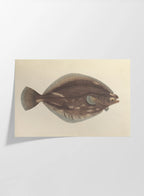 Natural History: Plate No. 51