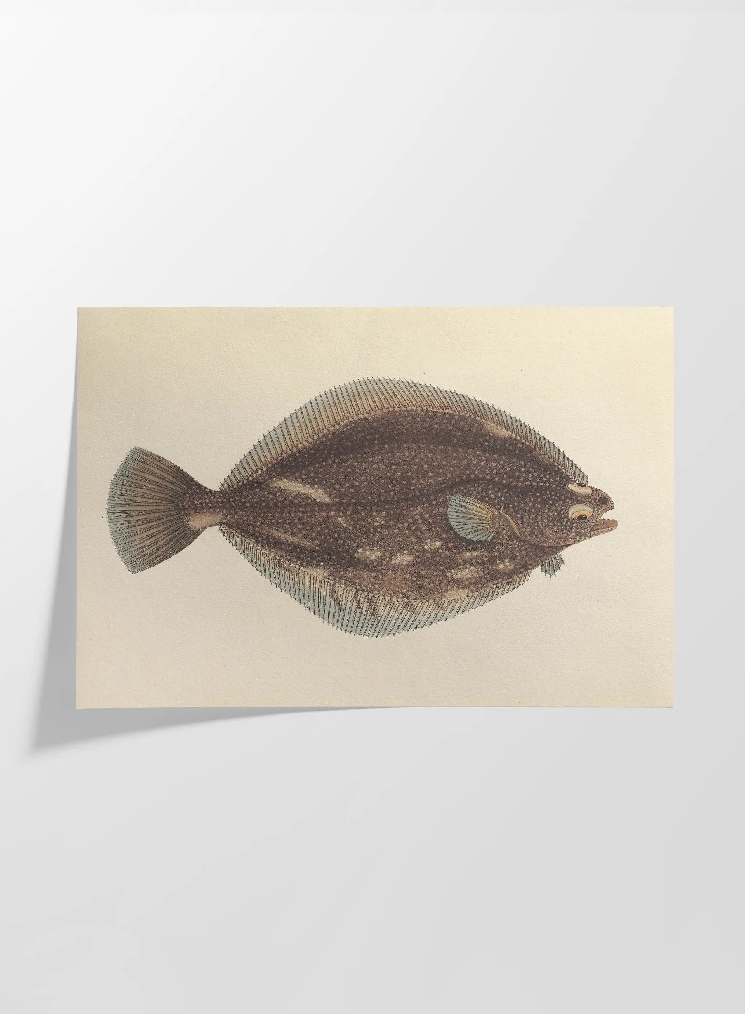 Natural History: Plate No. 51
