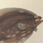 Natural History: Plate No. 51