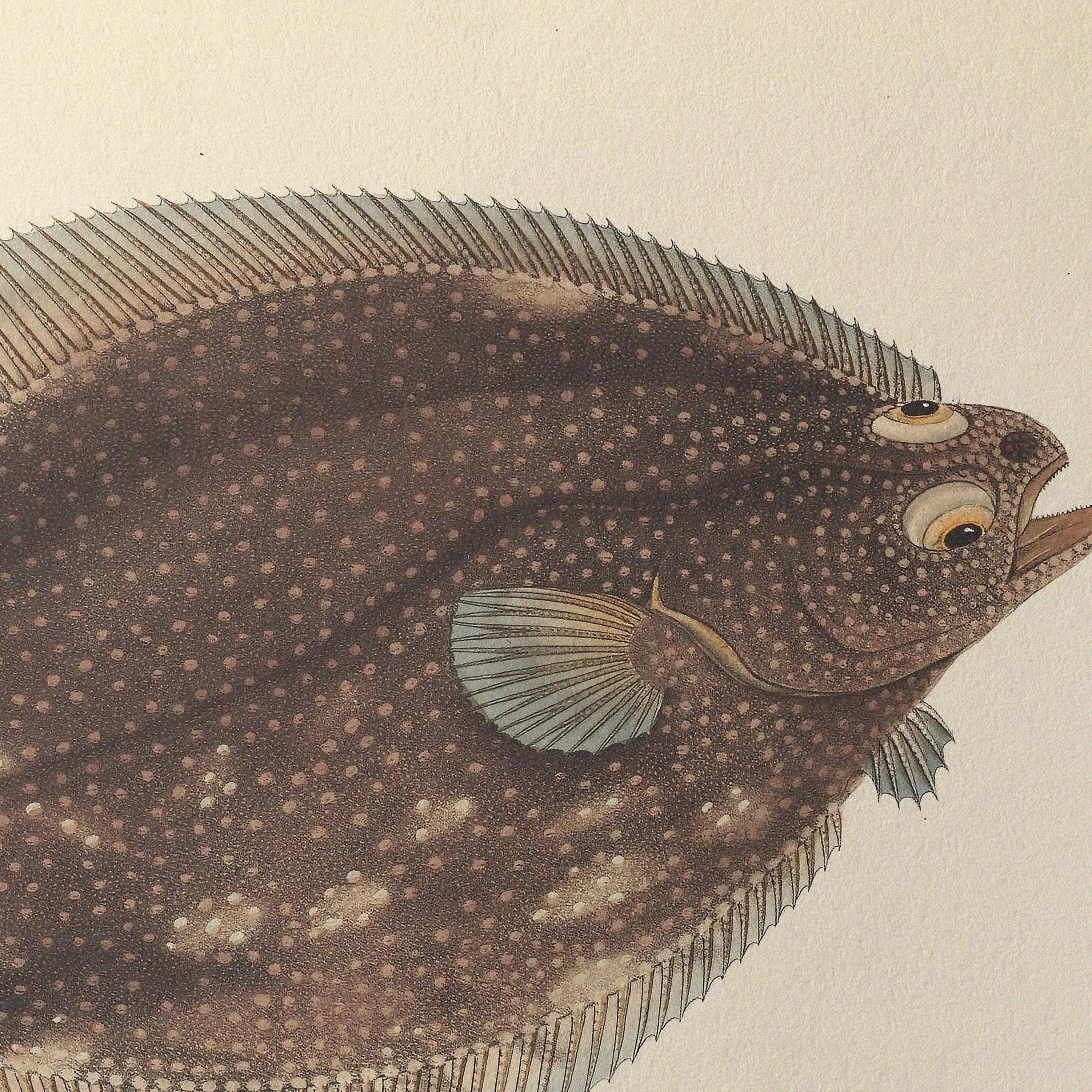 Natural History: Plate No. 51
