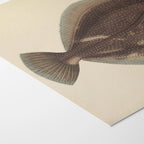 Natural History: Plate No. 51
