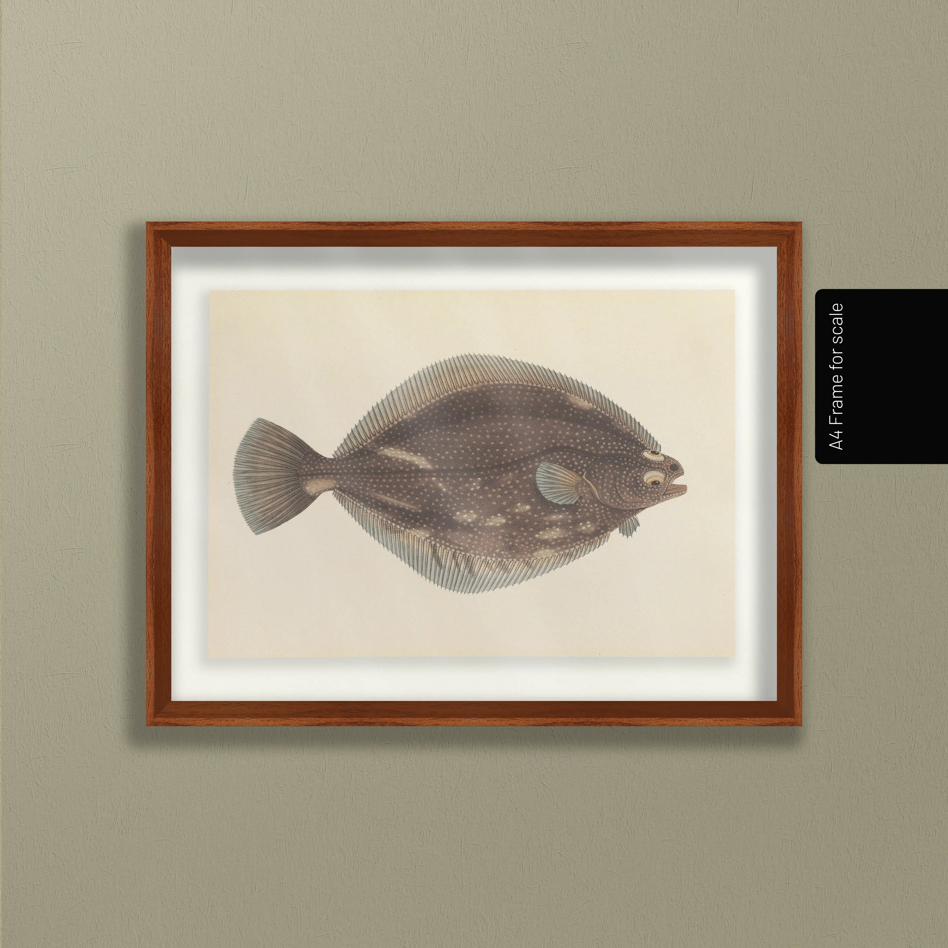 Natural History: Plate No. 51