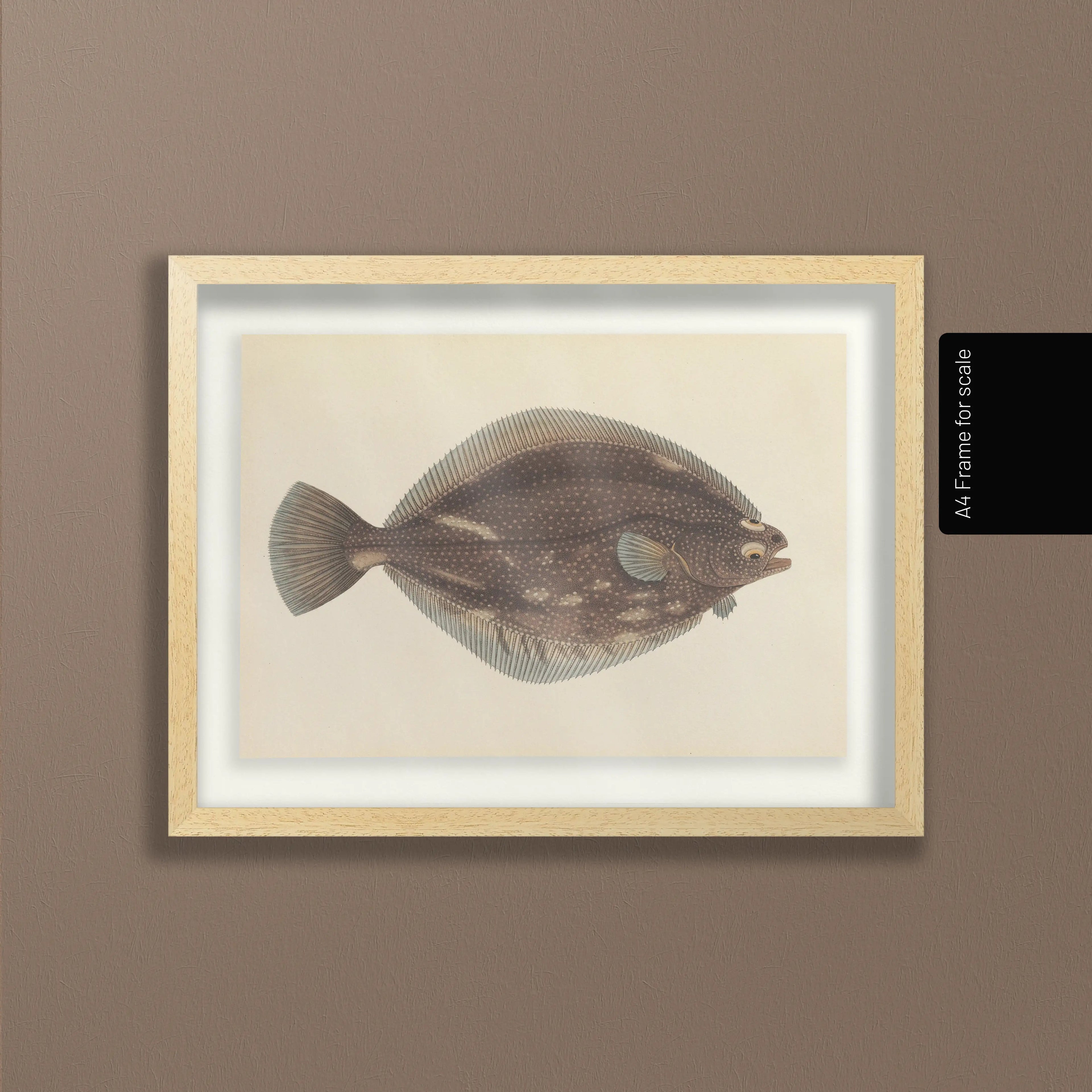 Natural History: Plate No. 51