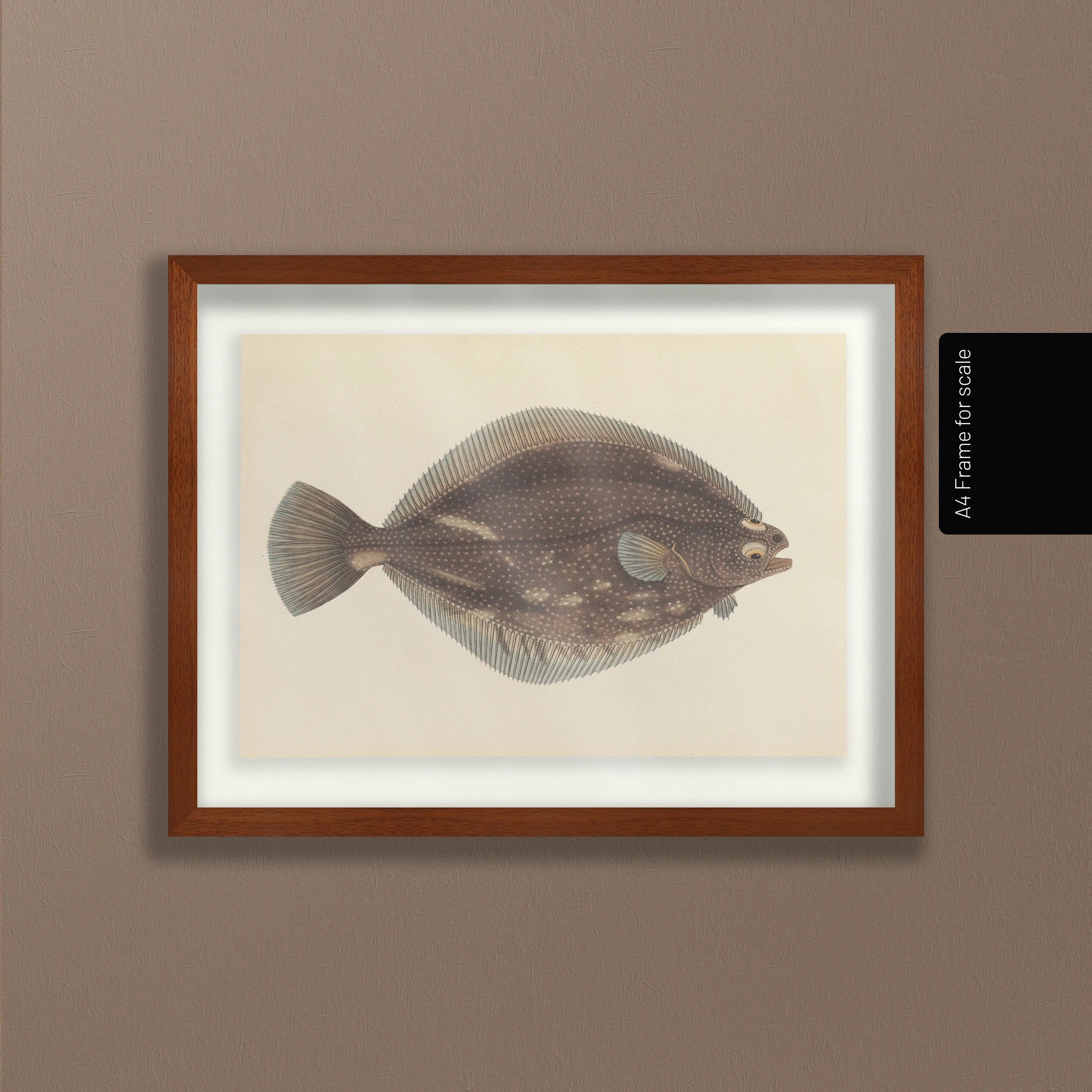 Natural History: Plate No. 51