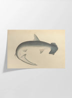 Natural History: Plate No. 52