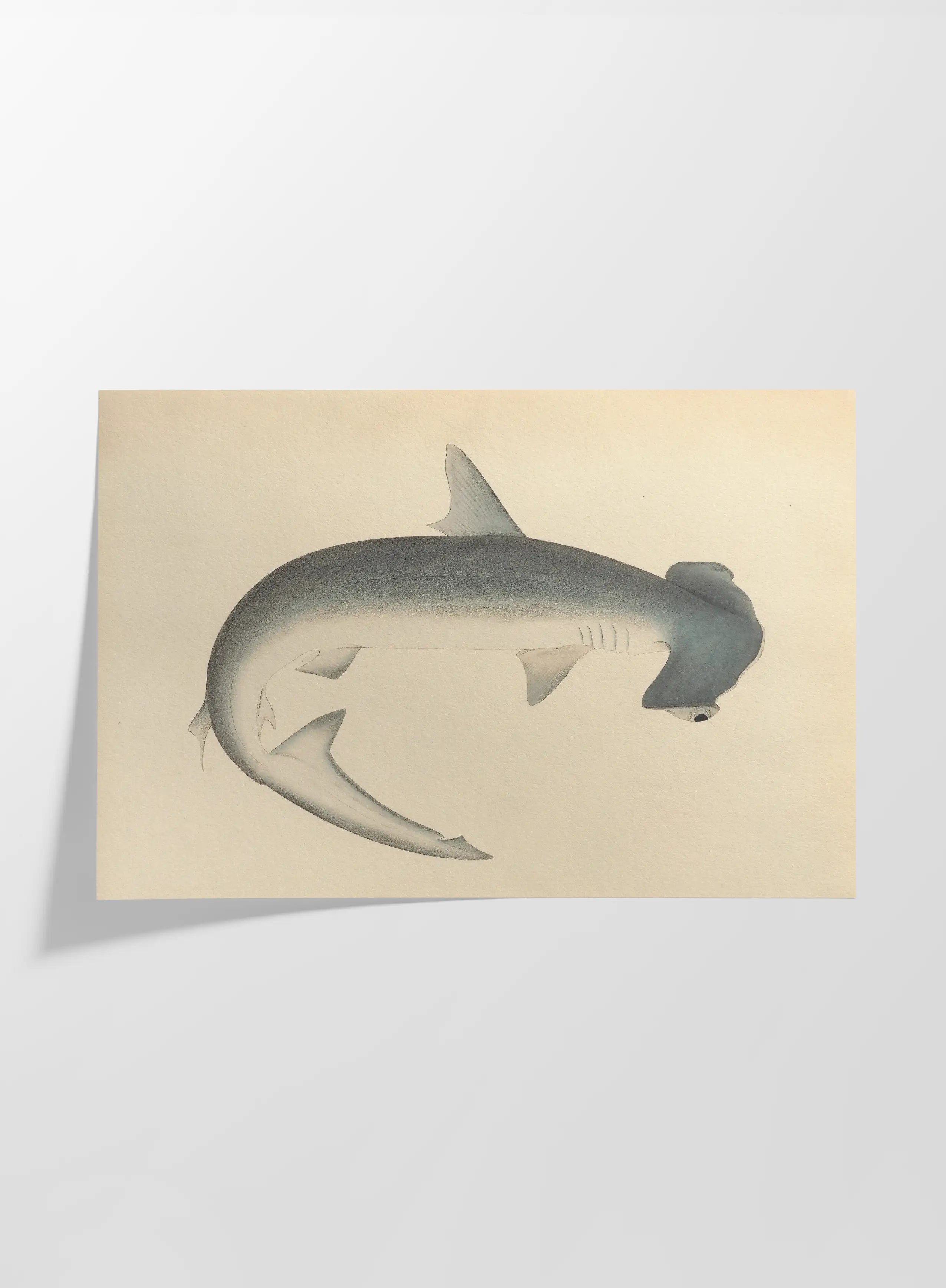 Natural History: Plate No. 52