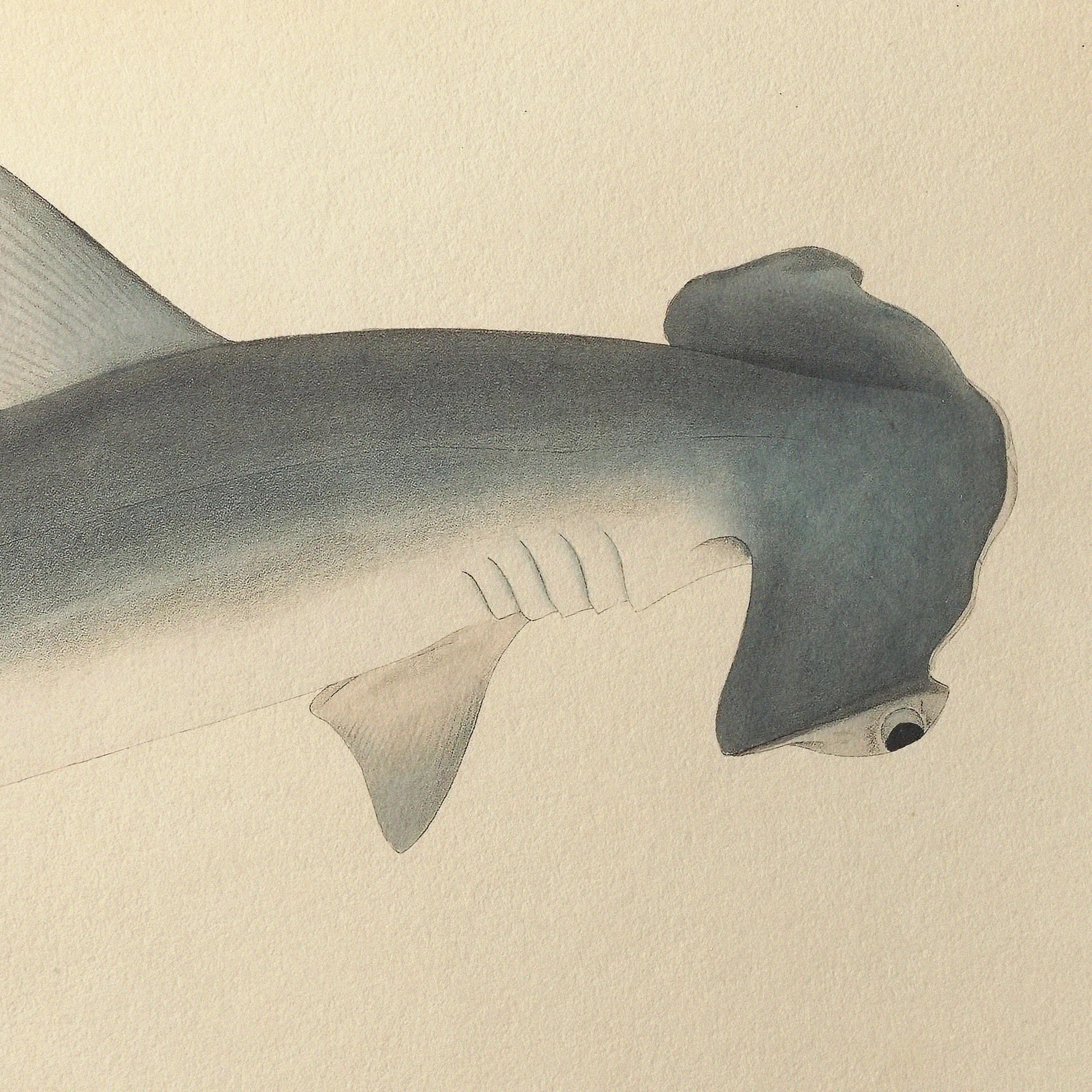 Natural History: Plate No. 52