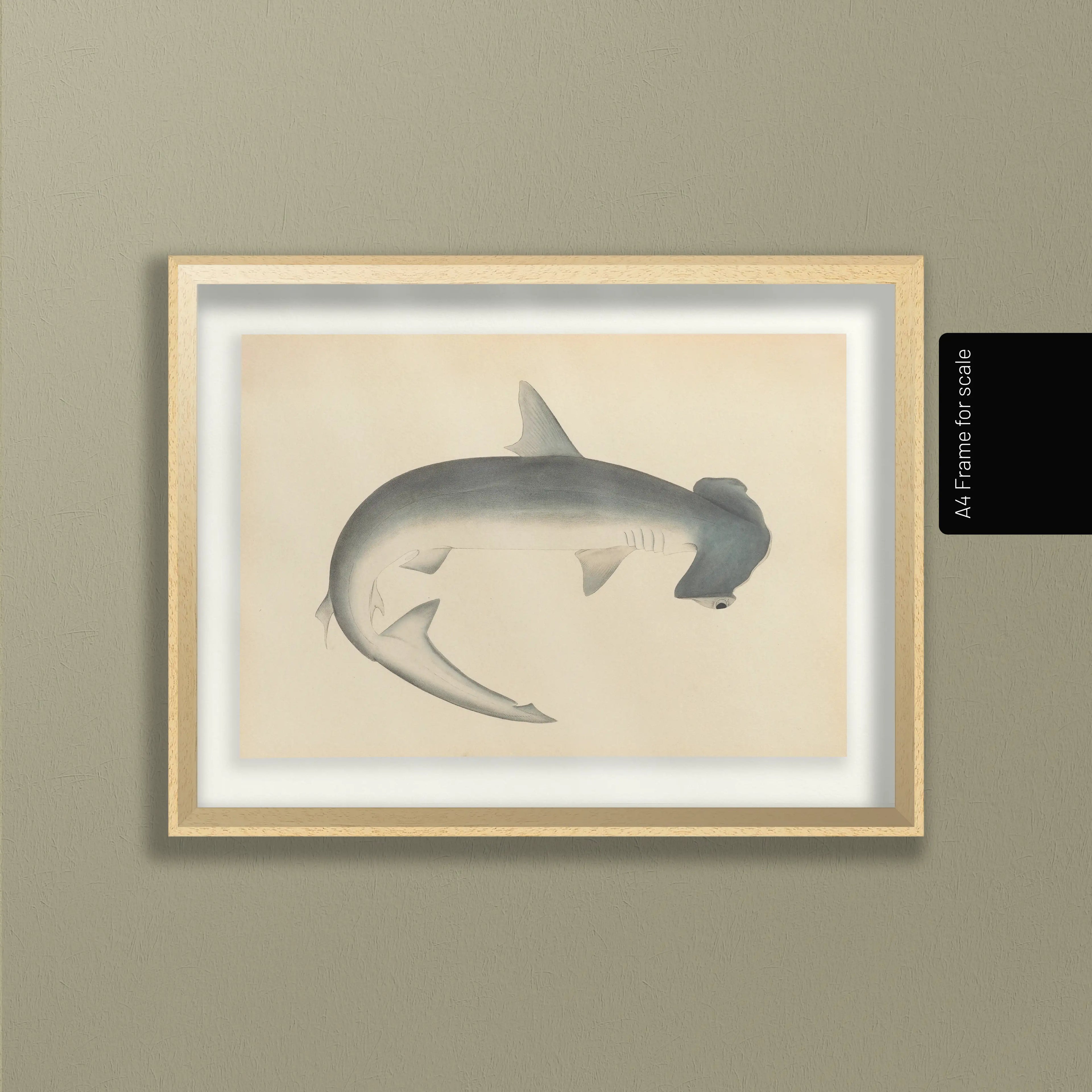 Natural History: Plate No. 52