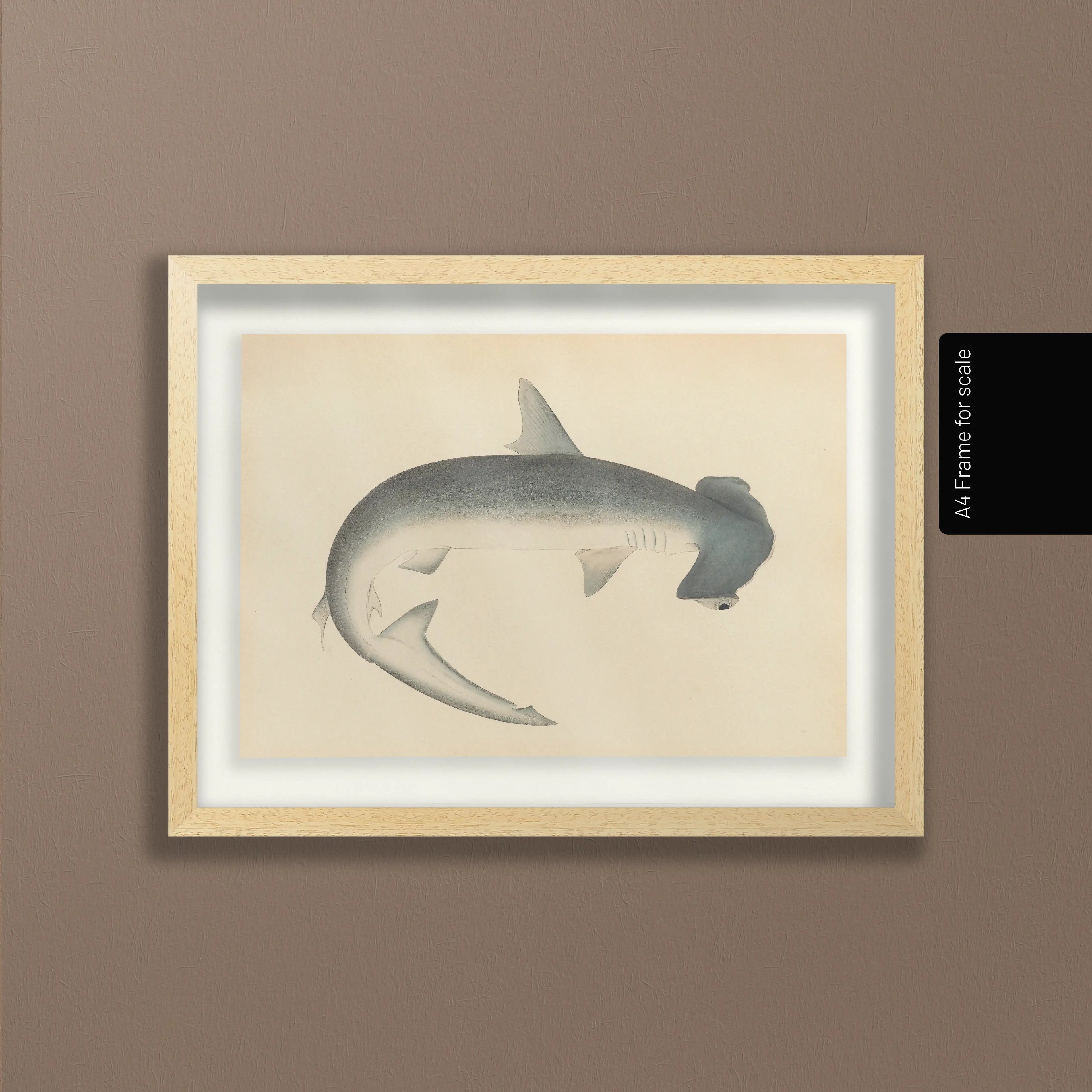 Natural History: Plate No. 52