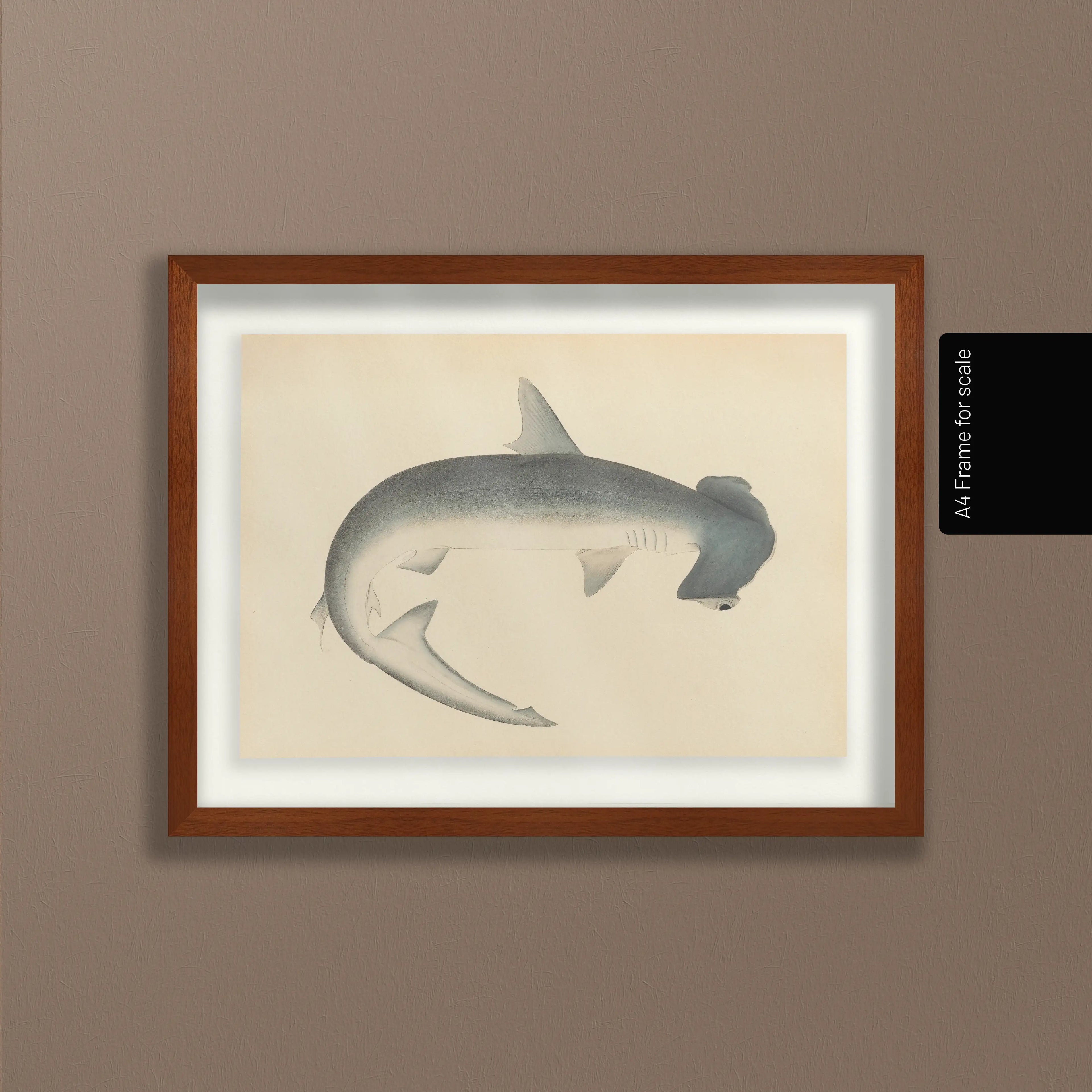 Natural History: Plate No. 52