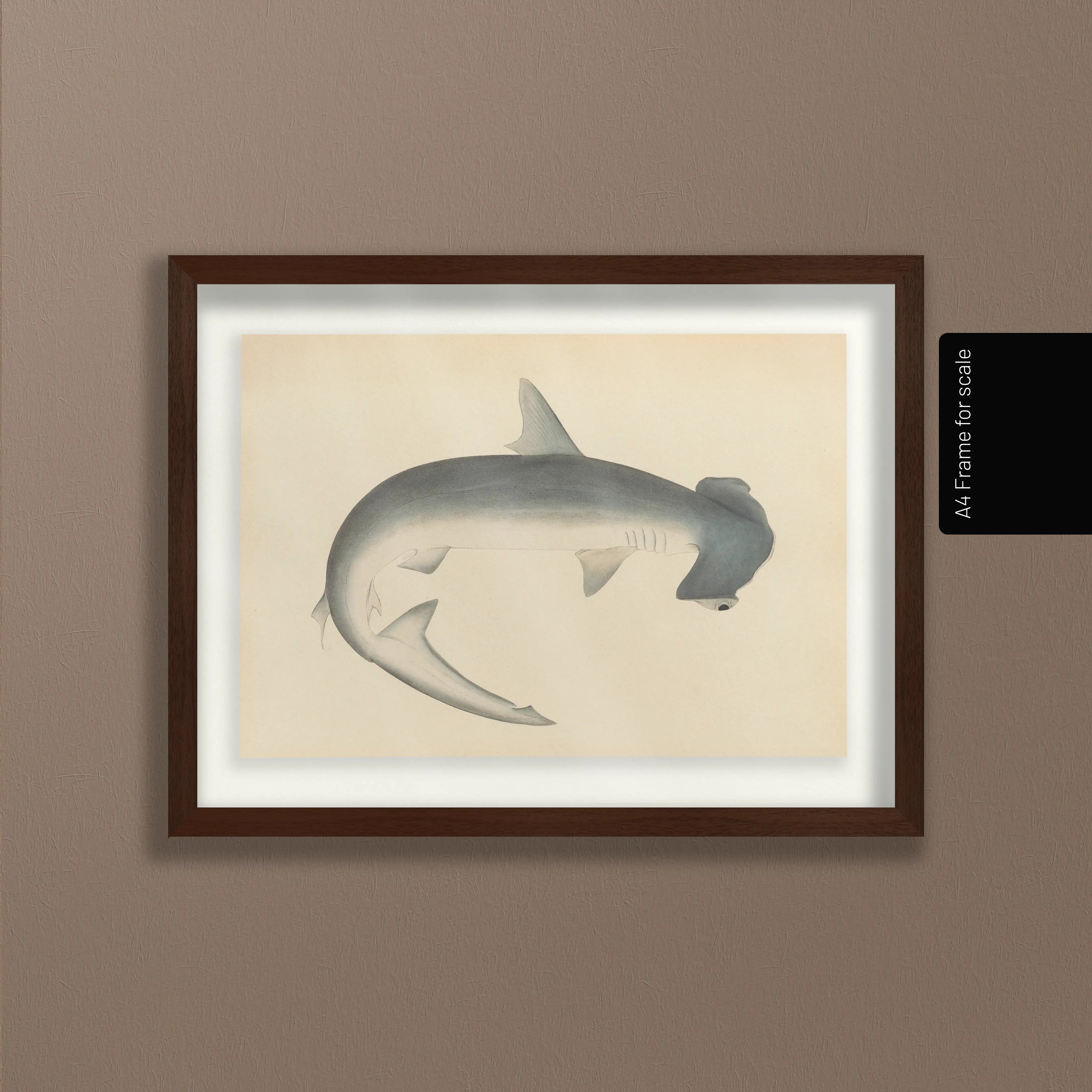 Natural History: Plate No. 52