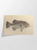 Natural History: Plate No. 53