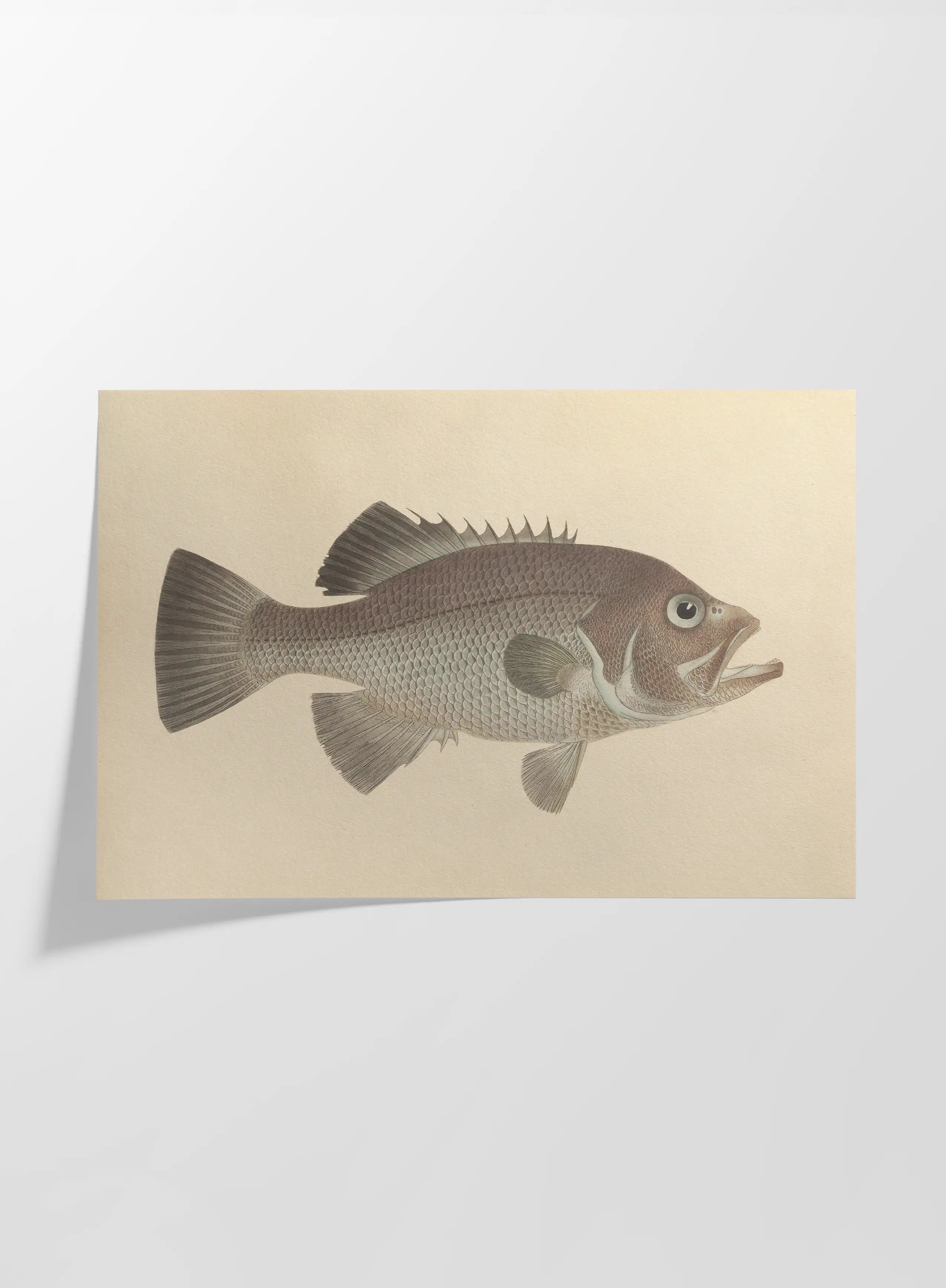 Natural History: Plate No. 53