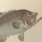 Natural History: Plate No. 53