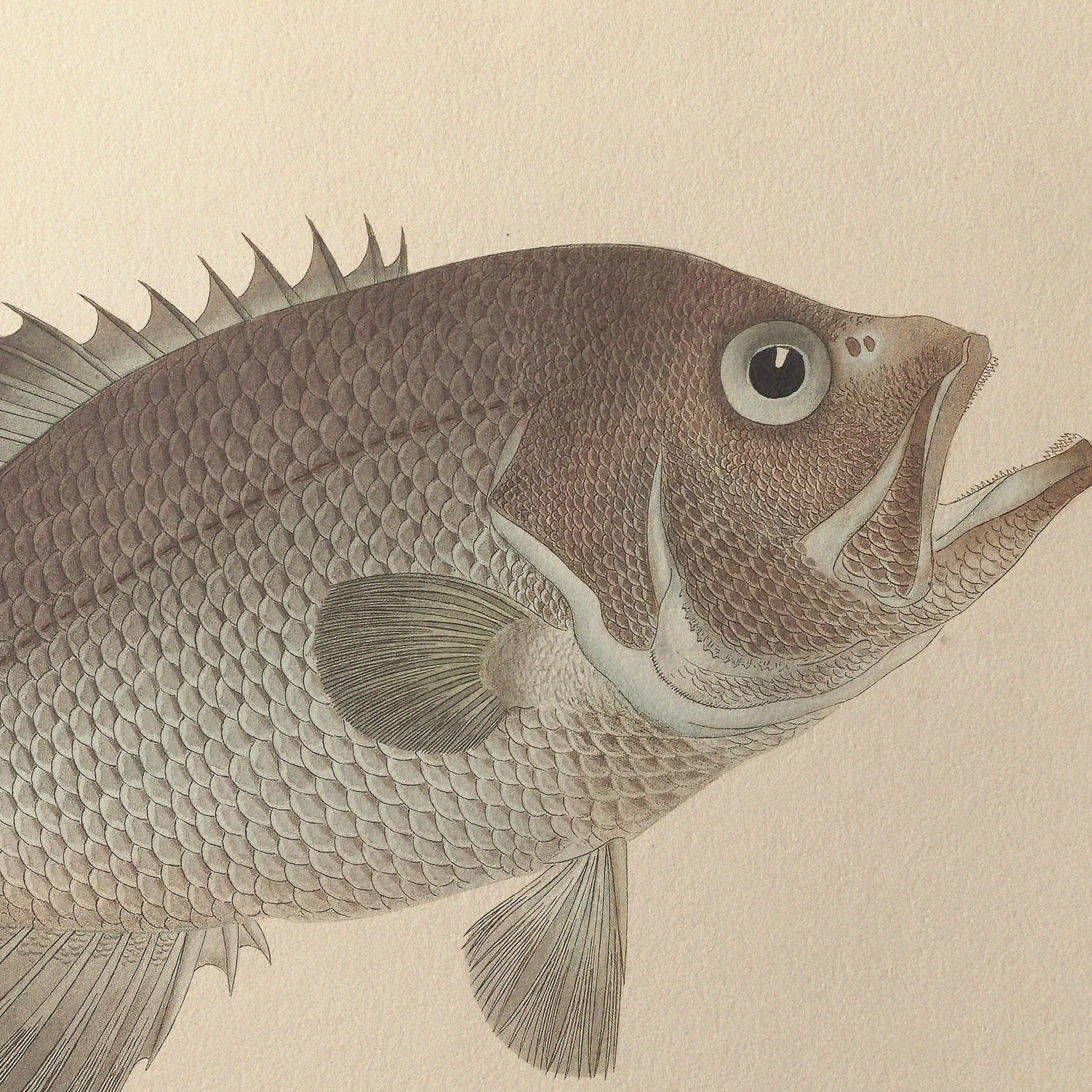 Natural History: Plate No. 53