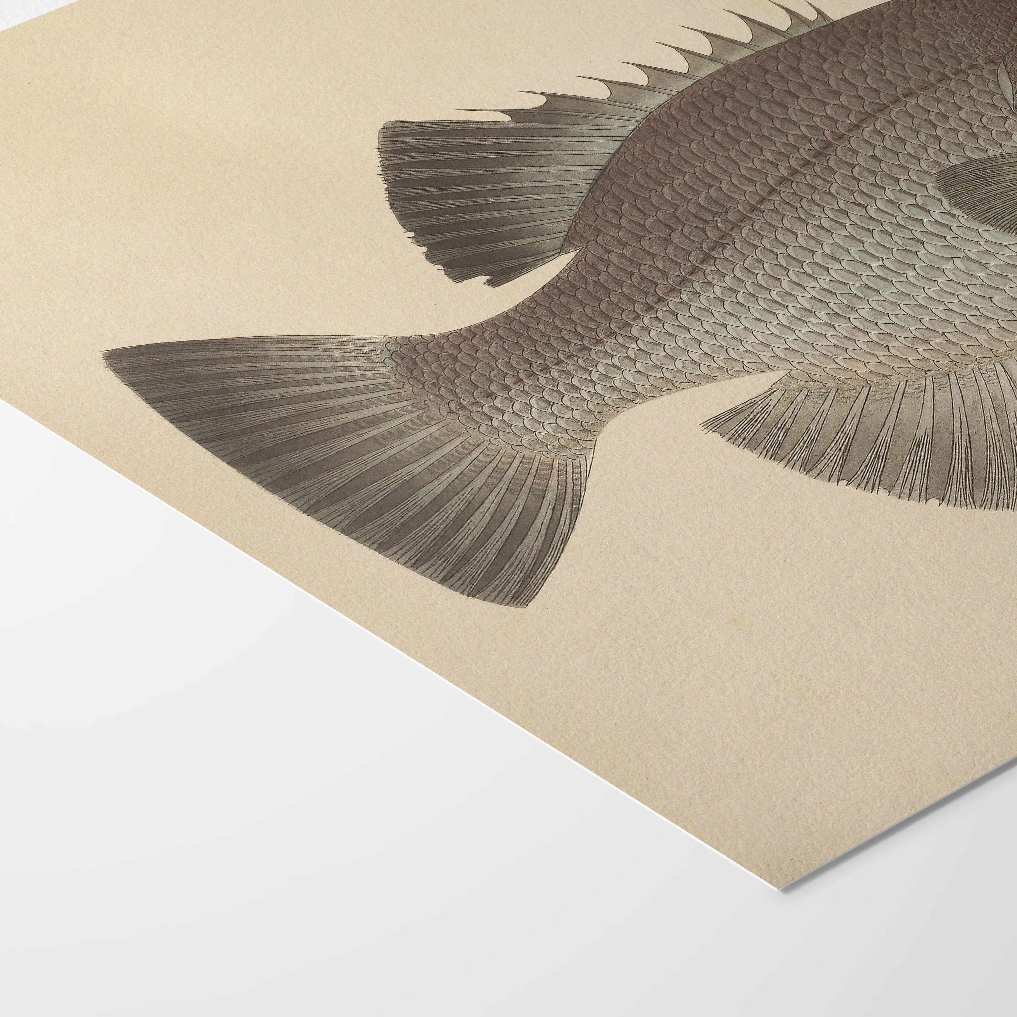Natural History: Plate No. 53