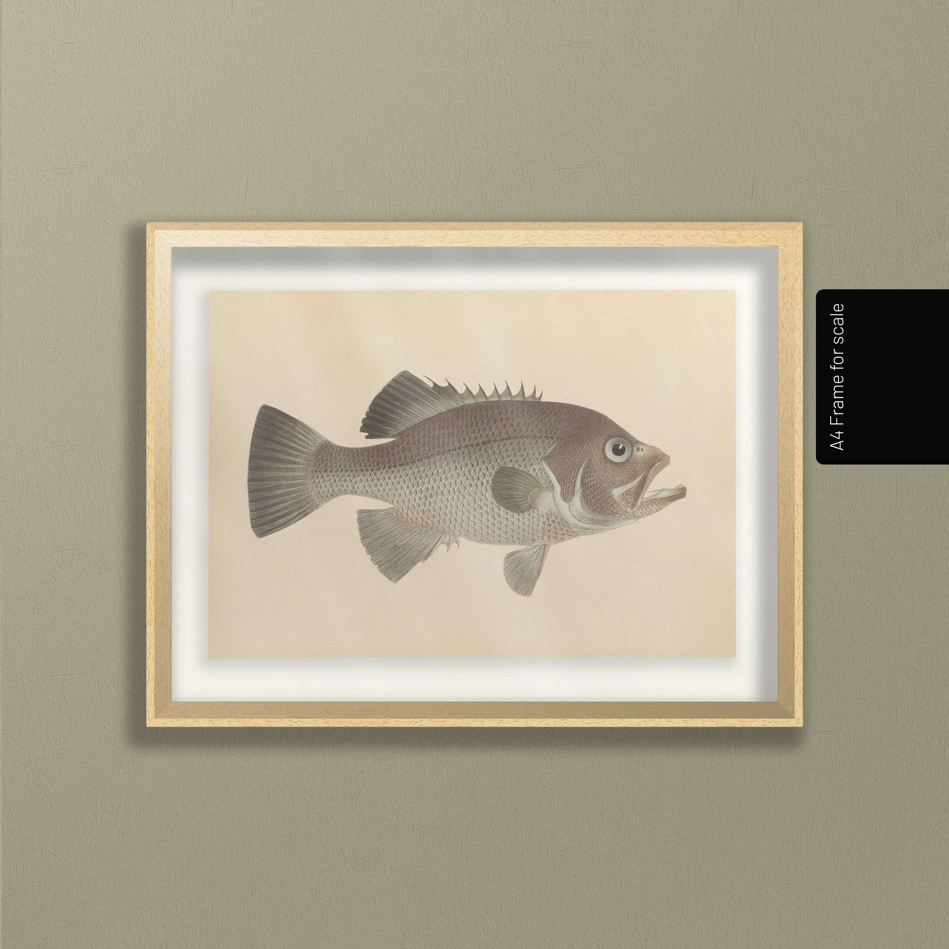Natural History: Plate No. 53