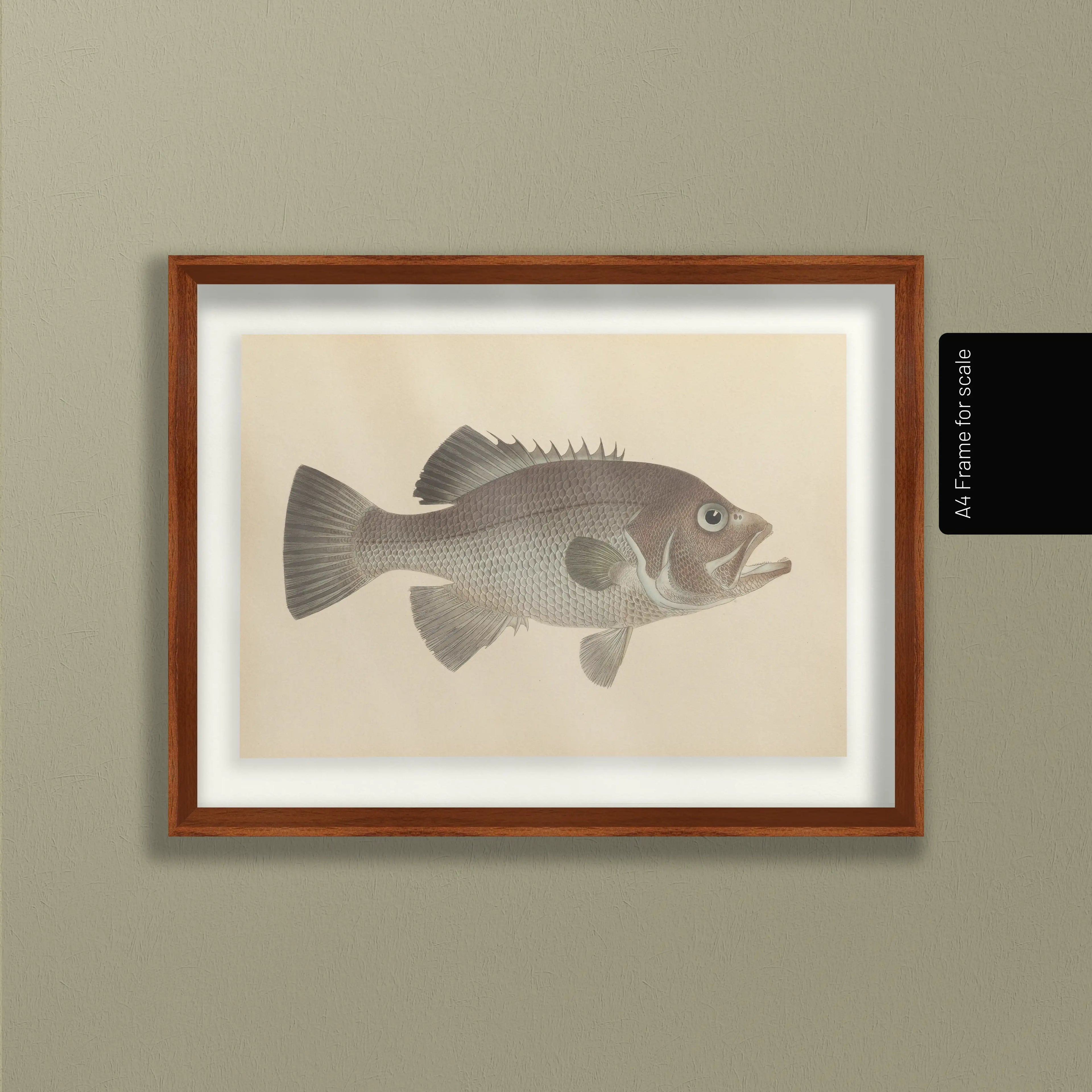 Natural History: Plate No. 53