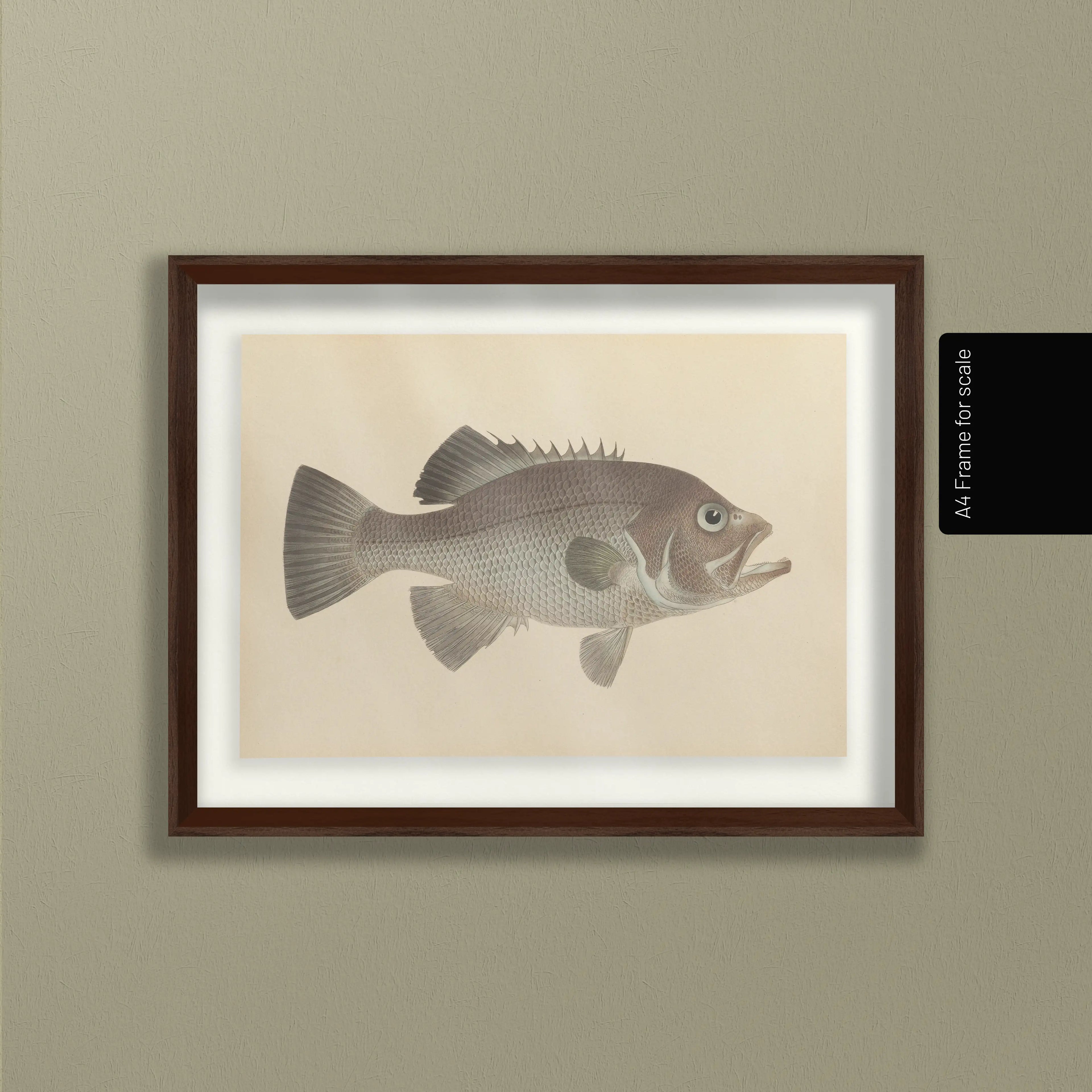 Natural History: Plate No. 53