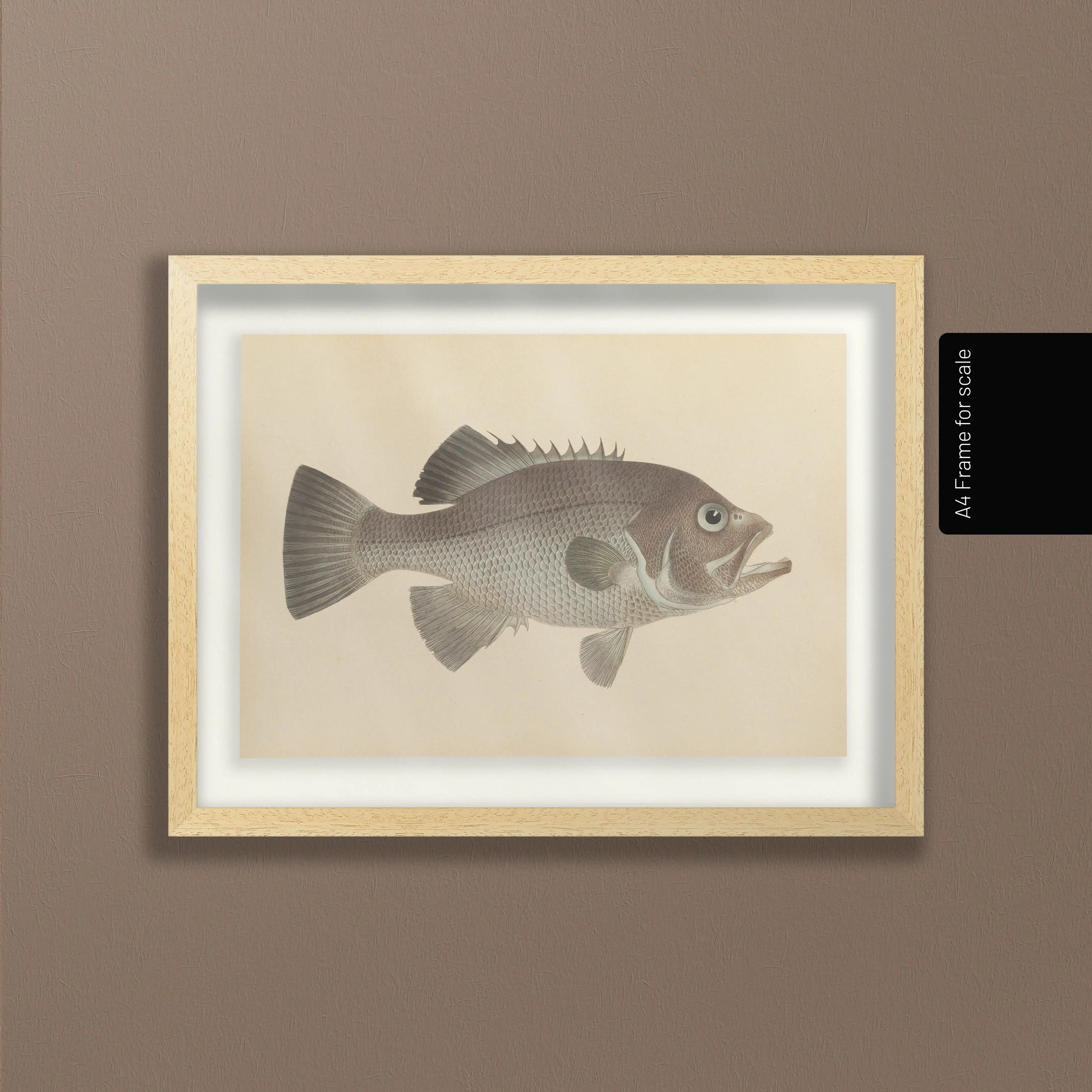 Natural History: Plate No. 53