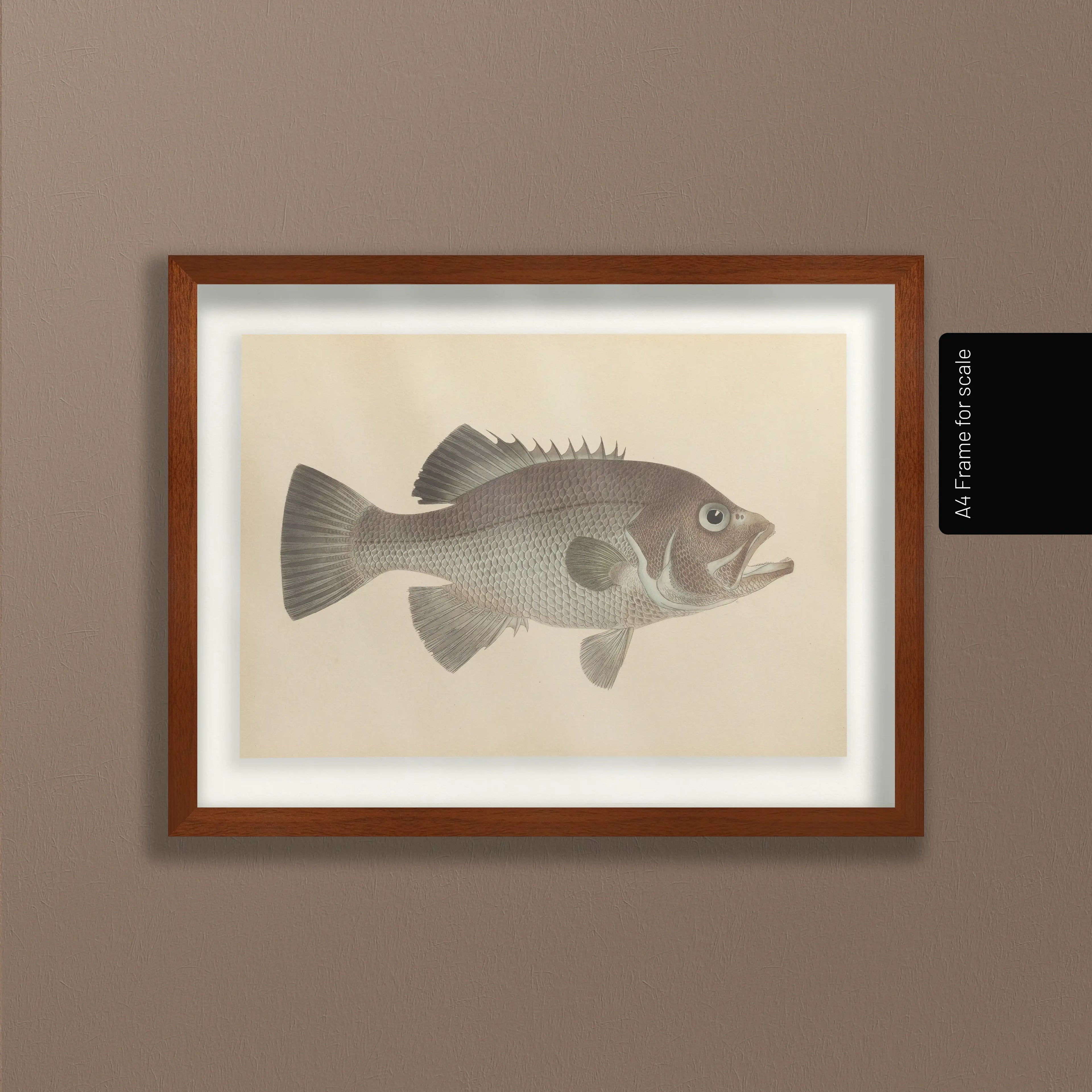 Natural History: Plate No. 53
