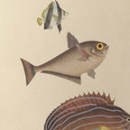 Natural History: Plate No. 54