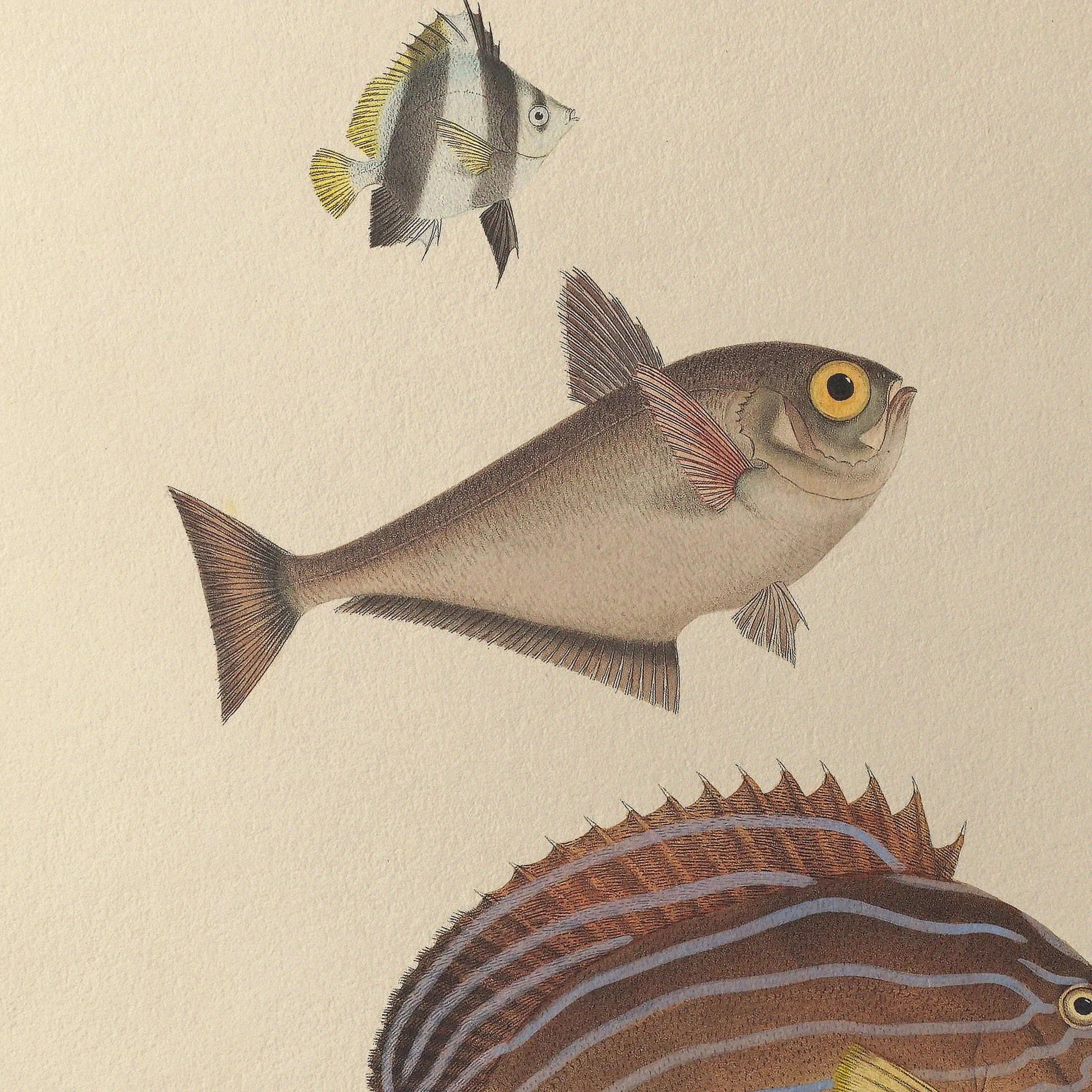 Natural History: Plate No. 54