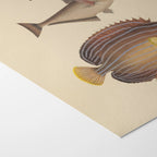 Natural History: Plate No. 54