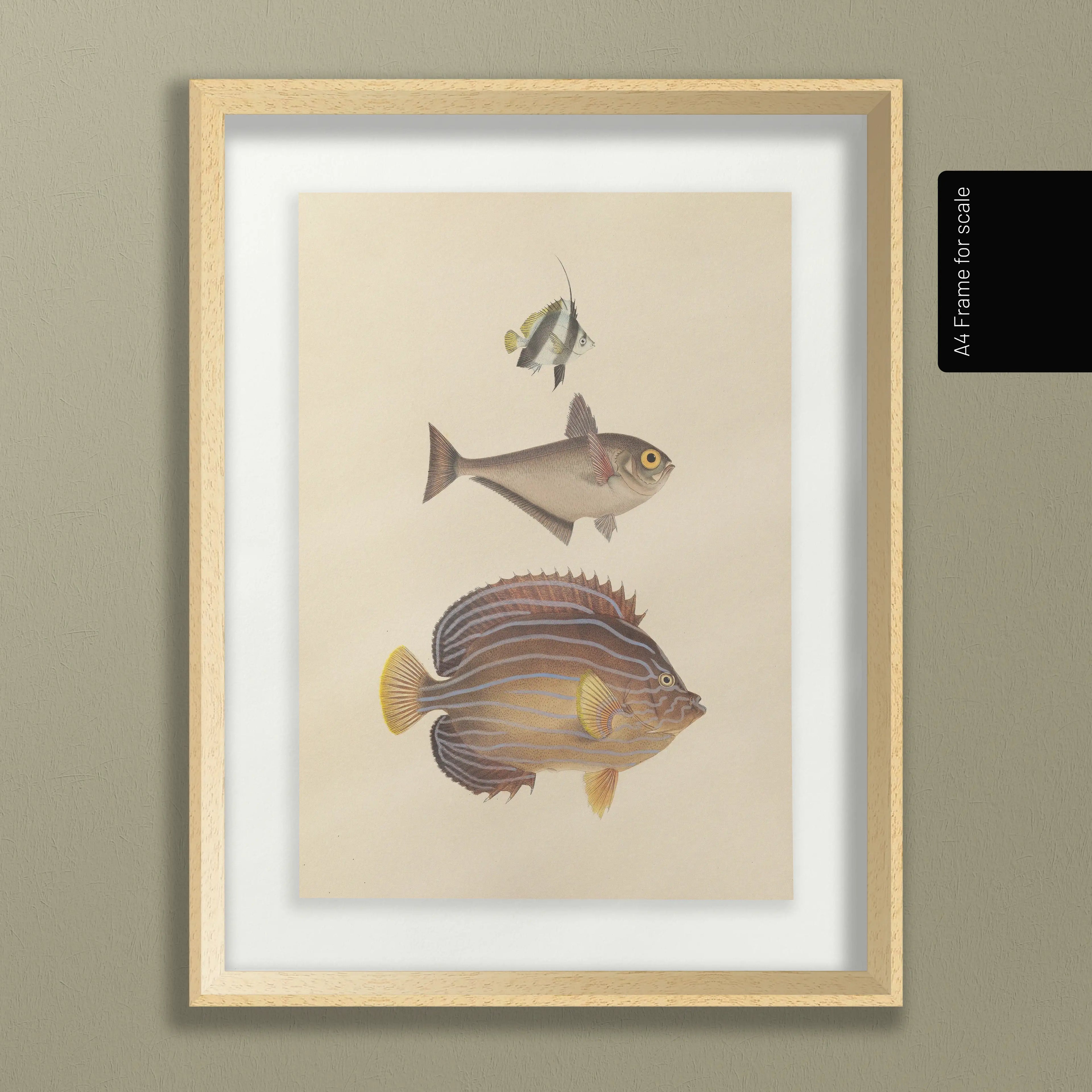 Natural History: Plate No. 54