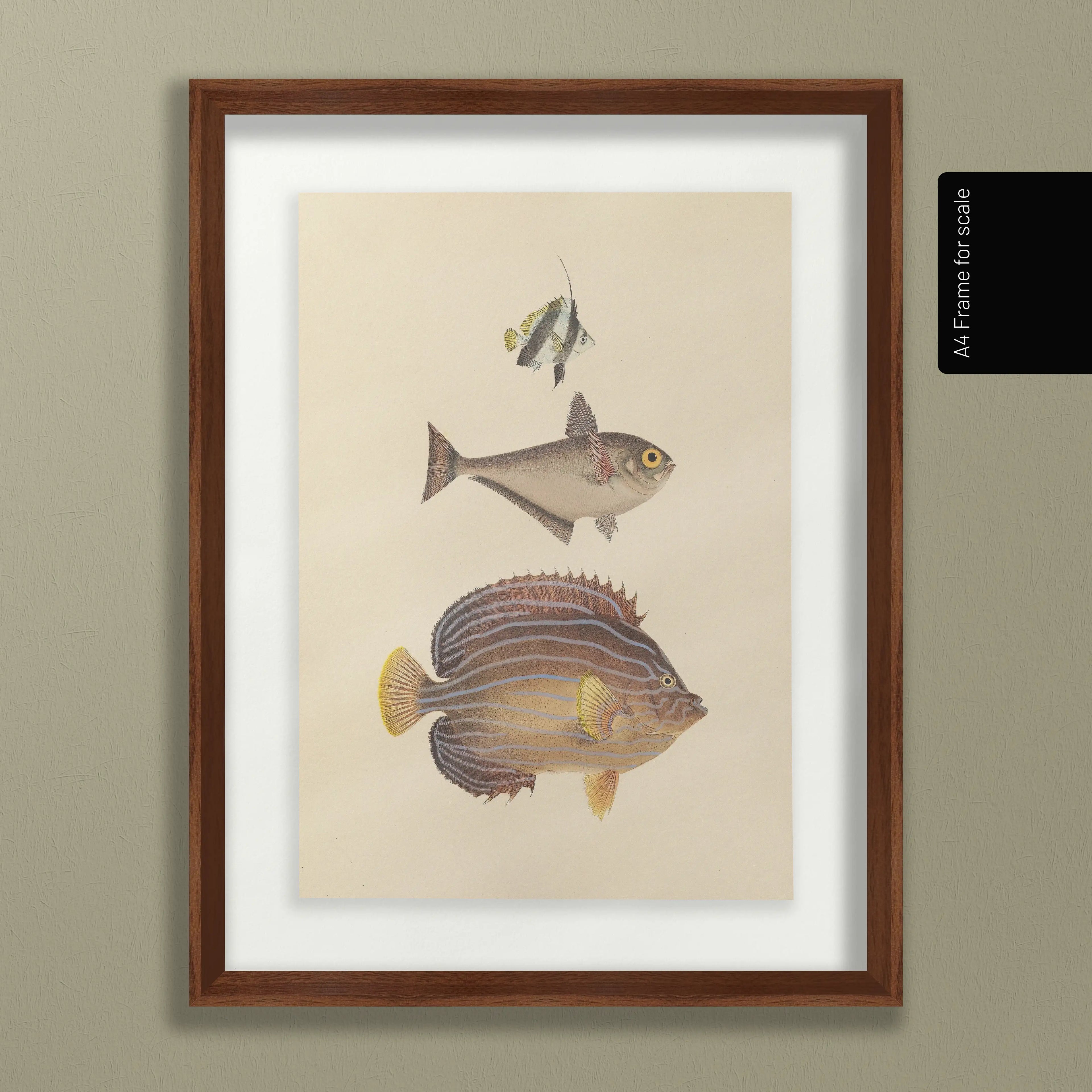 Natural History: Plate No. 54