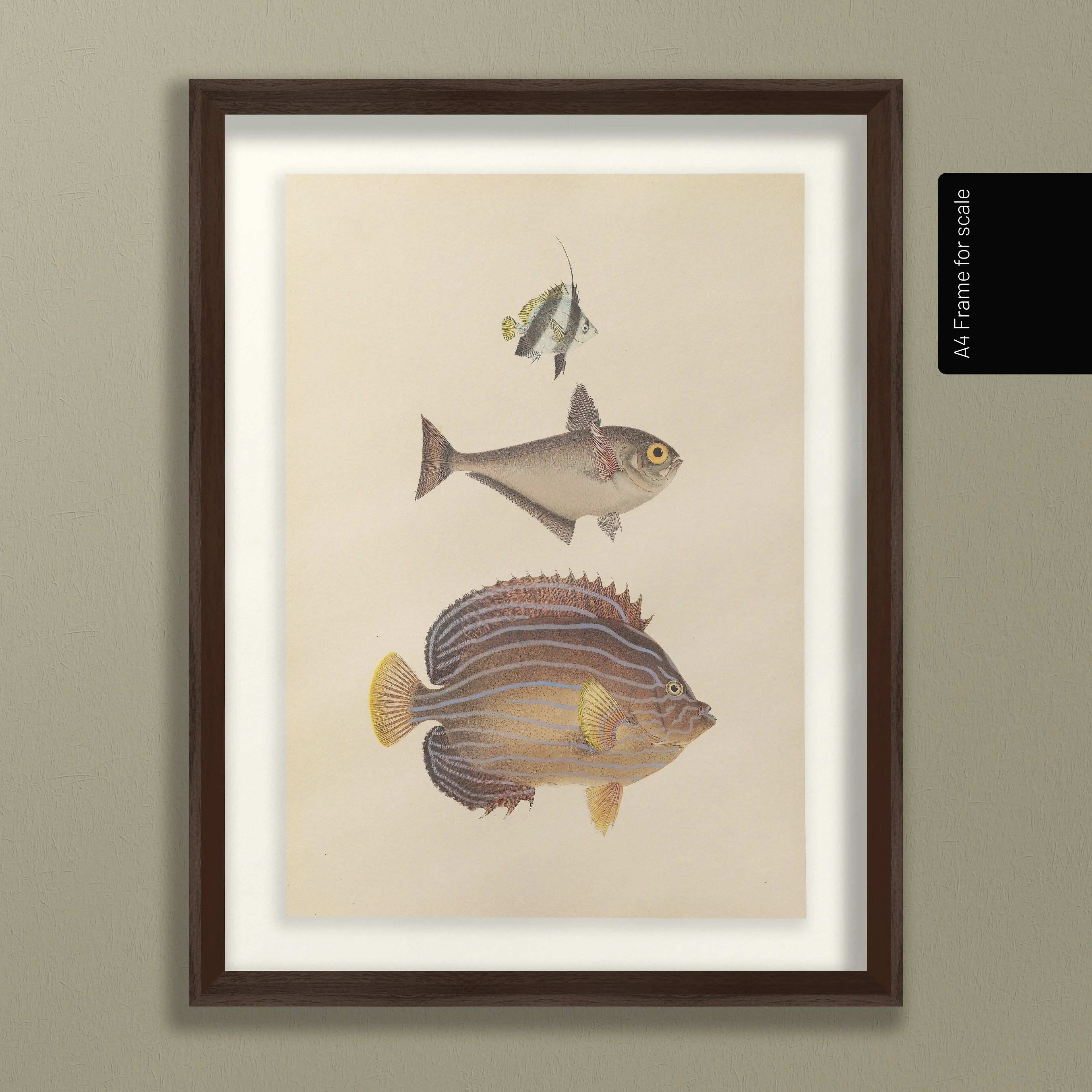 Natural History: Plate No. 54