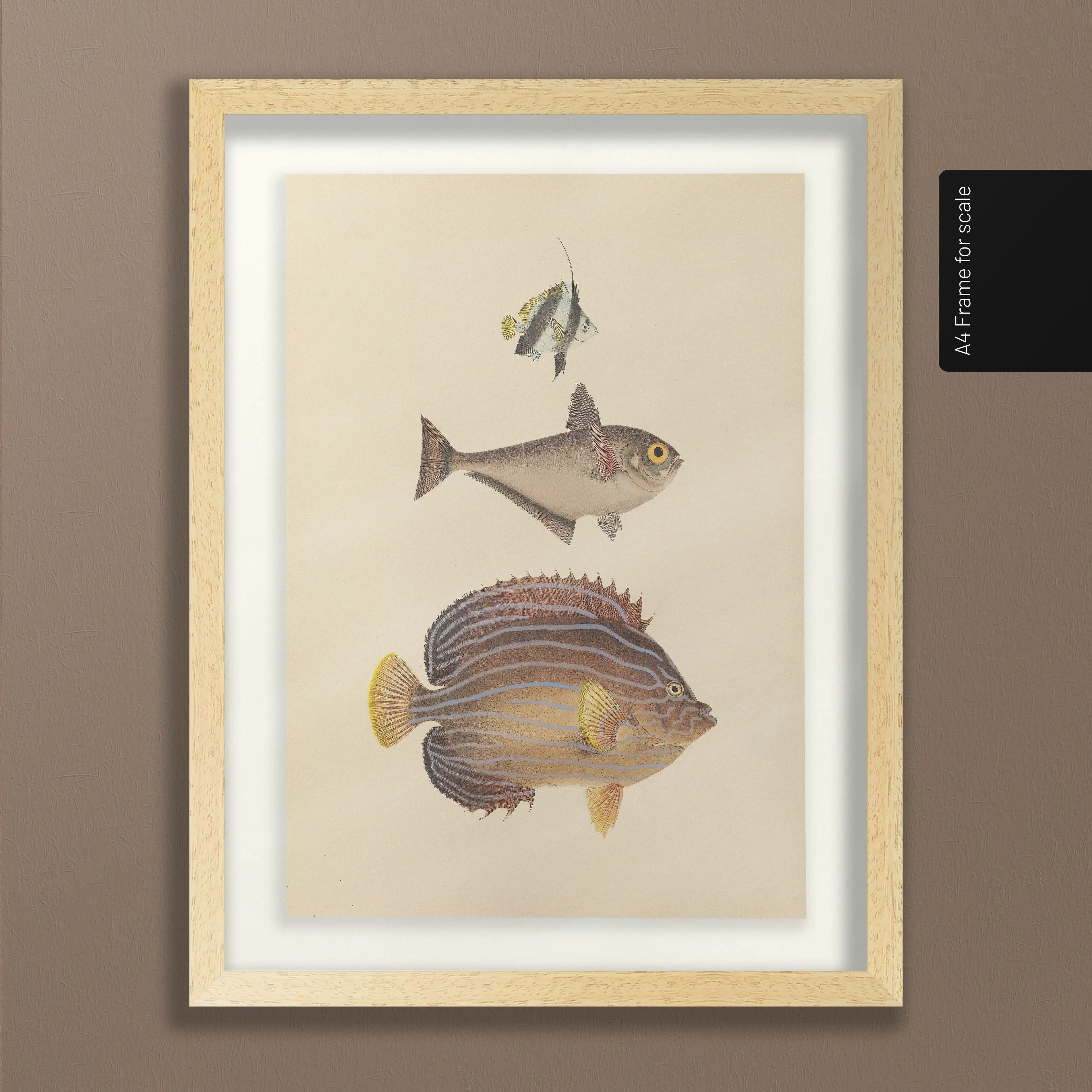 Natural History: Plate No. 54
