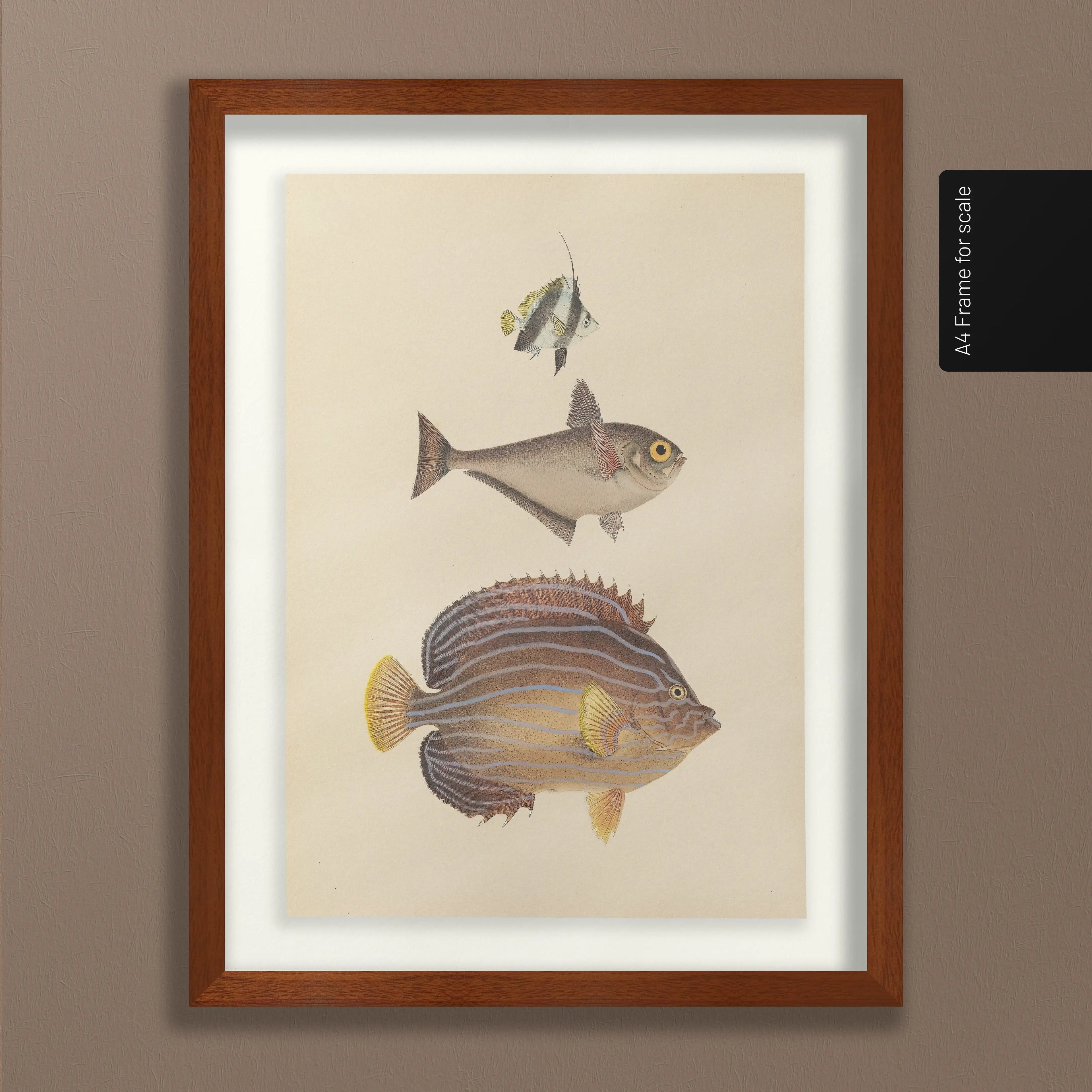 Natural History: Plate No. 54