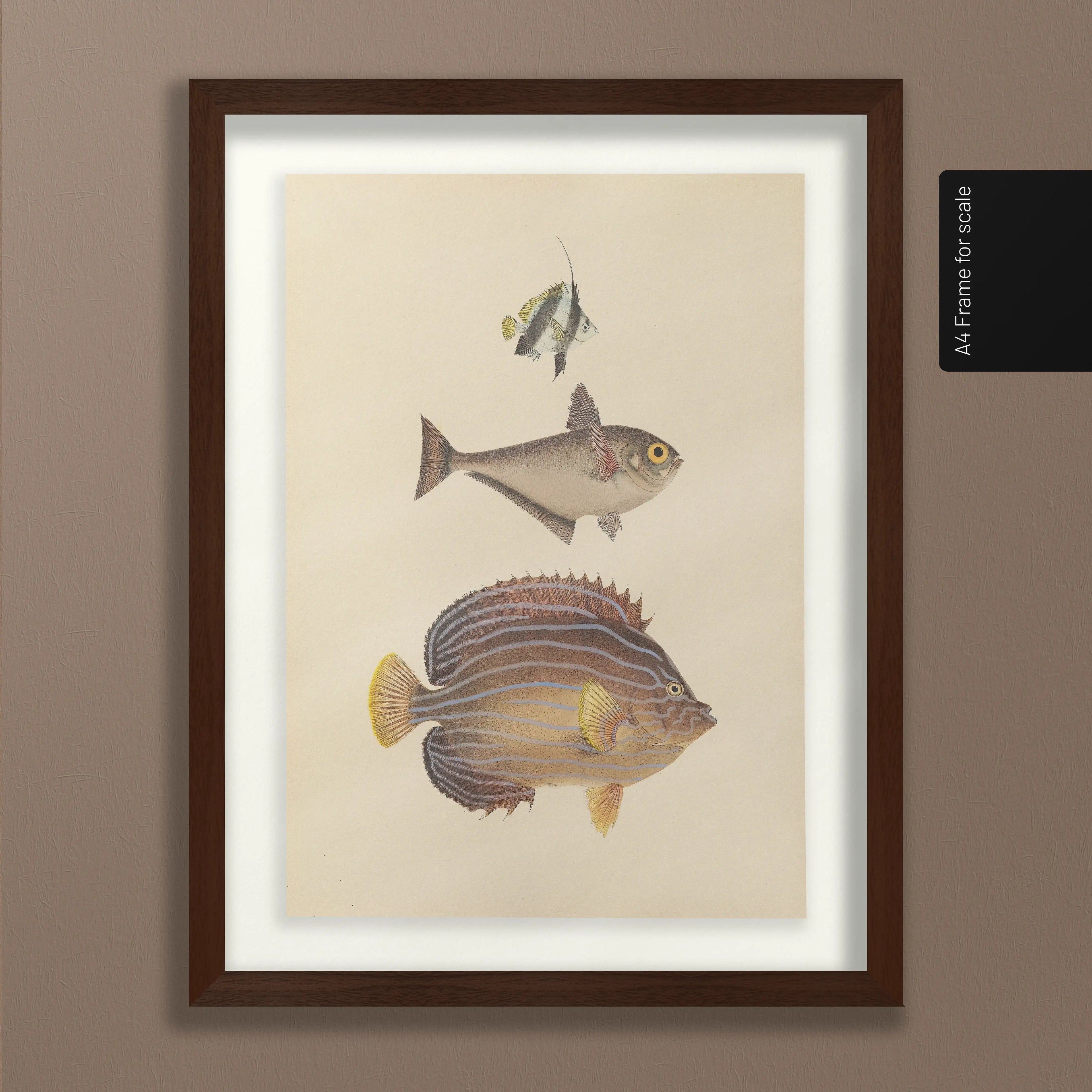 Natural History: Plate No. 54