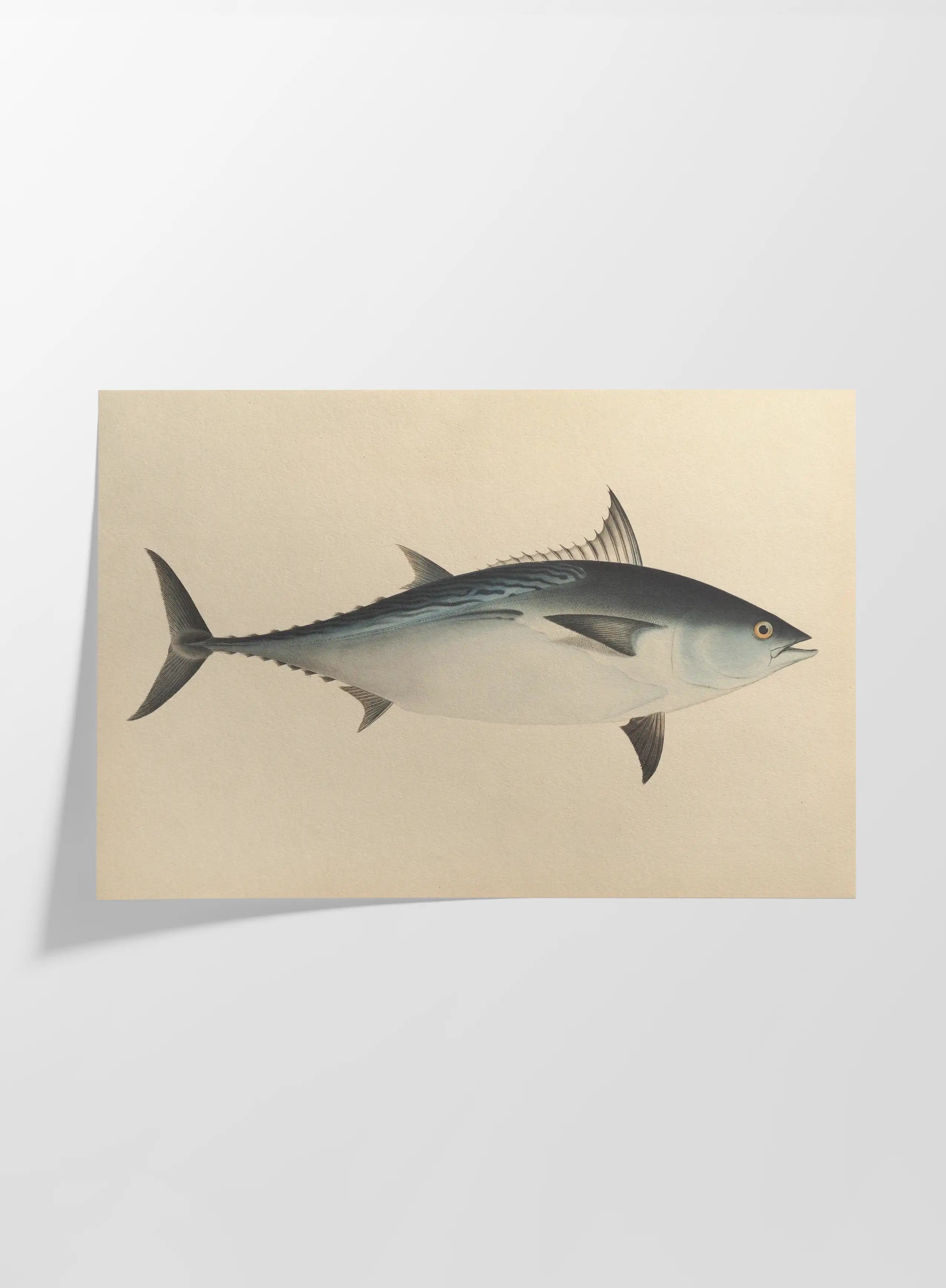 Natural History: Plate No. 55