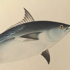 Natural History: Plate No. 55