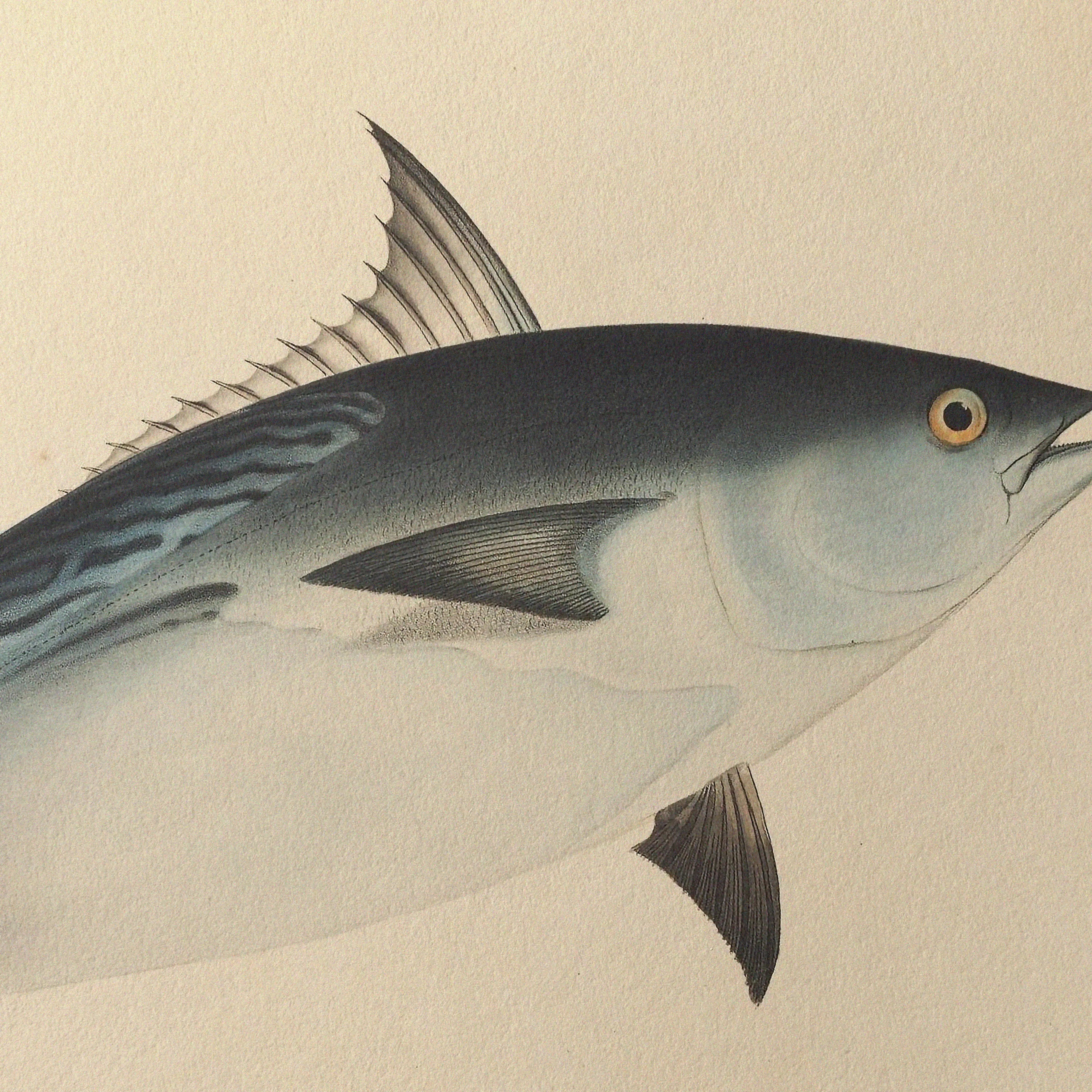 Natural History: Plate No. 55