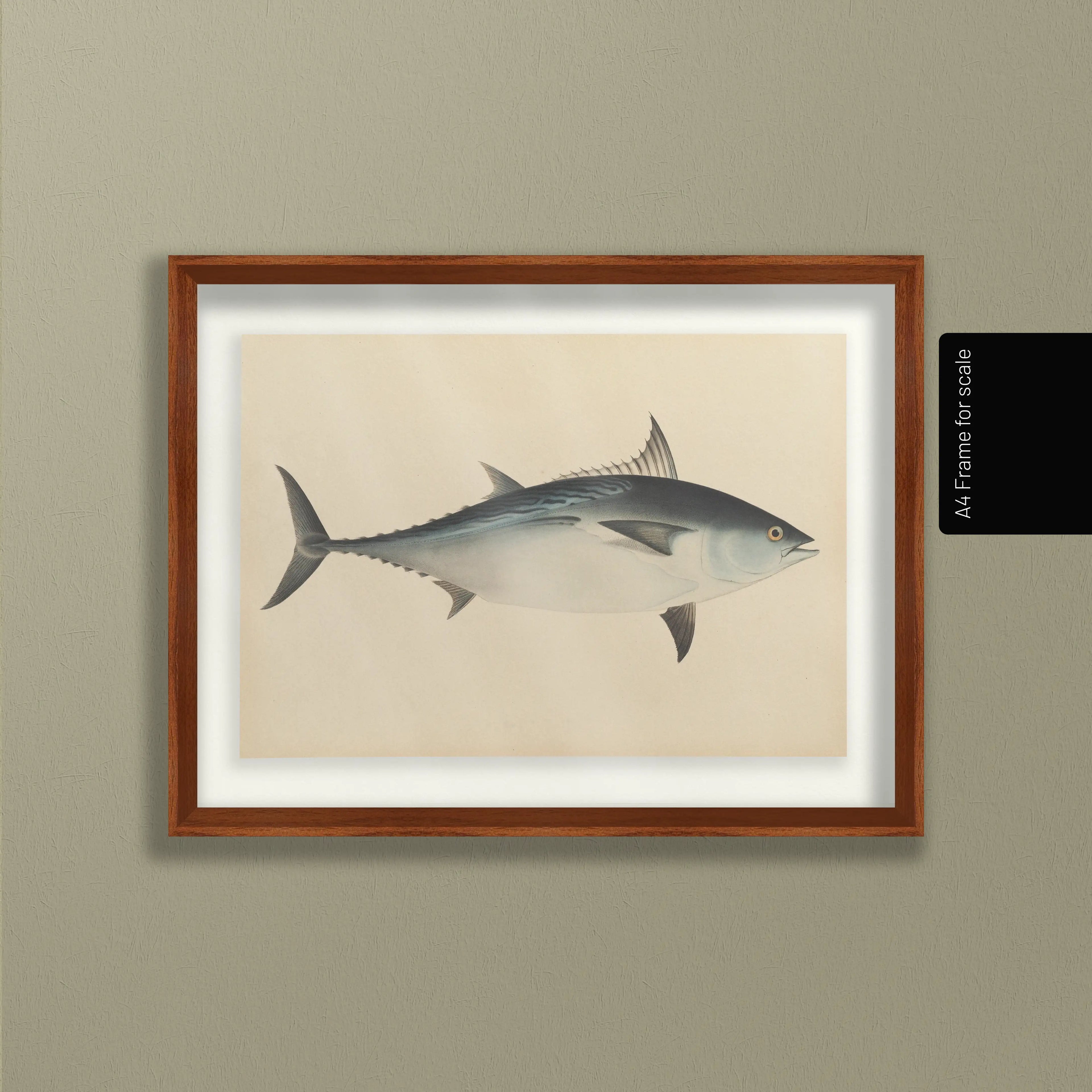 Natural History: Plate No. 55