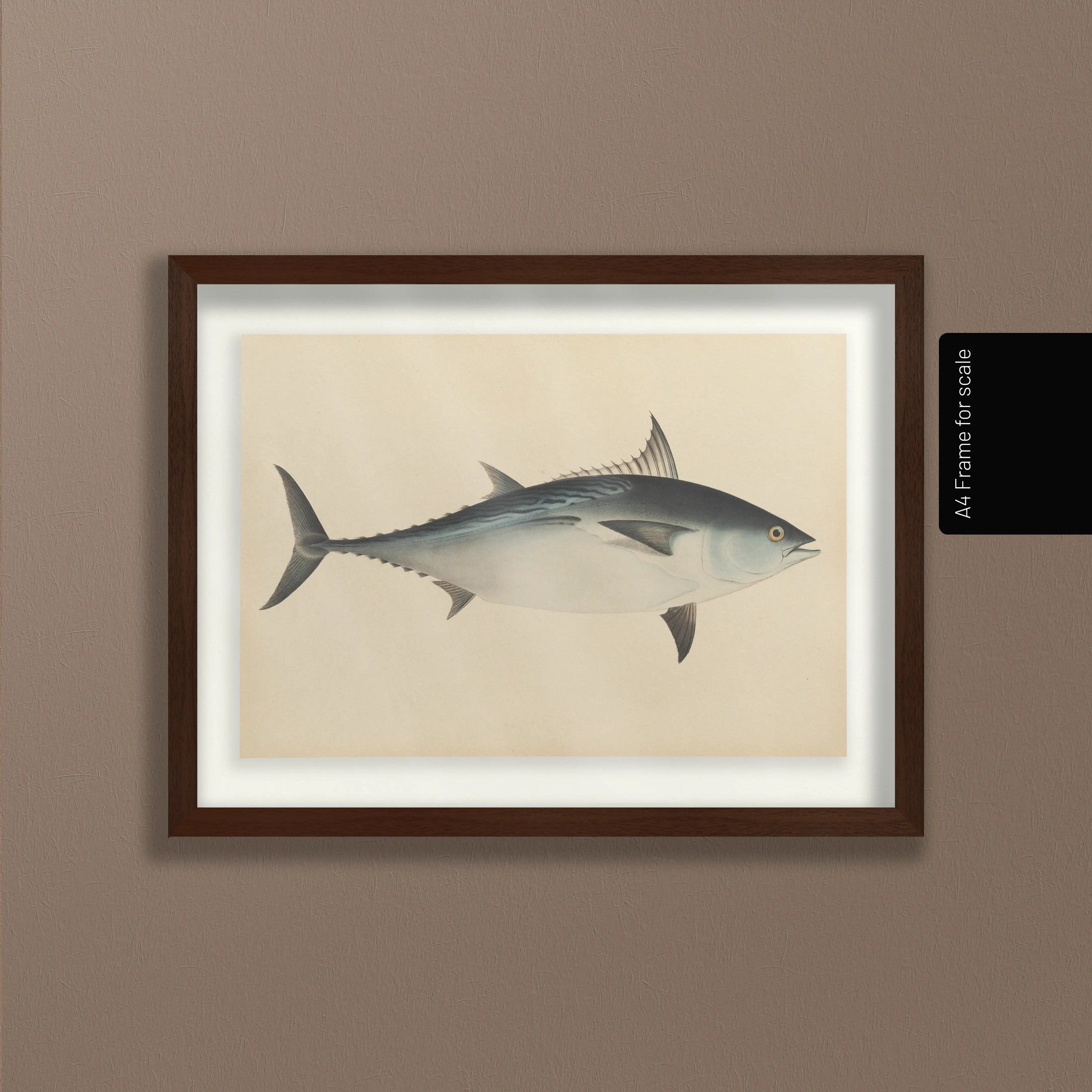 Natural History: Plate No. 55
