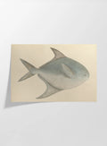 Natural History: Plate No. 56