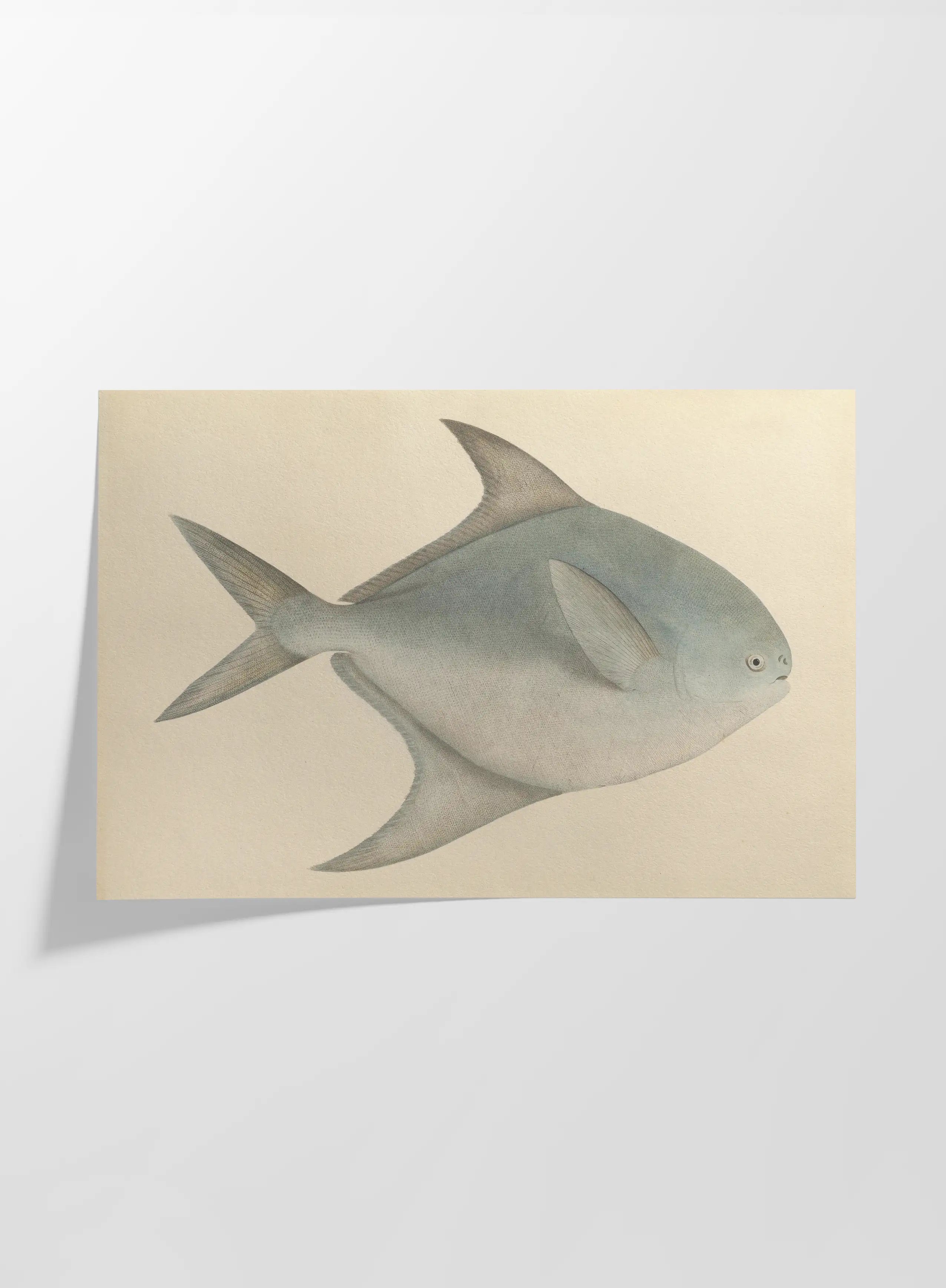 Natural History: Plate No. 56
