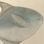 Natural History: Plate No. 56