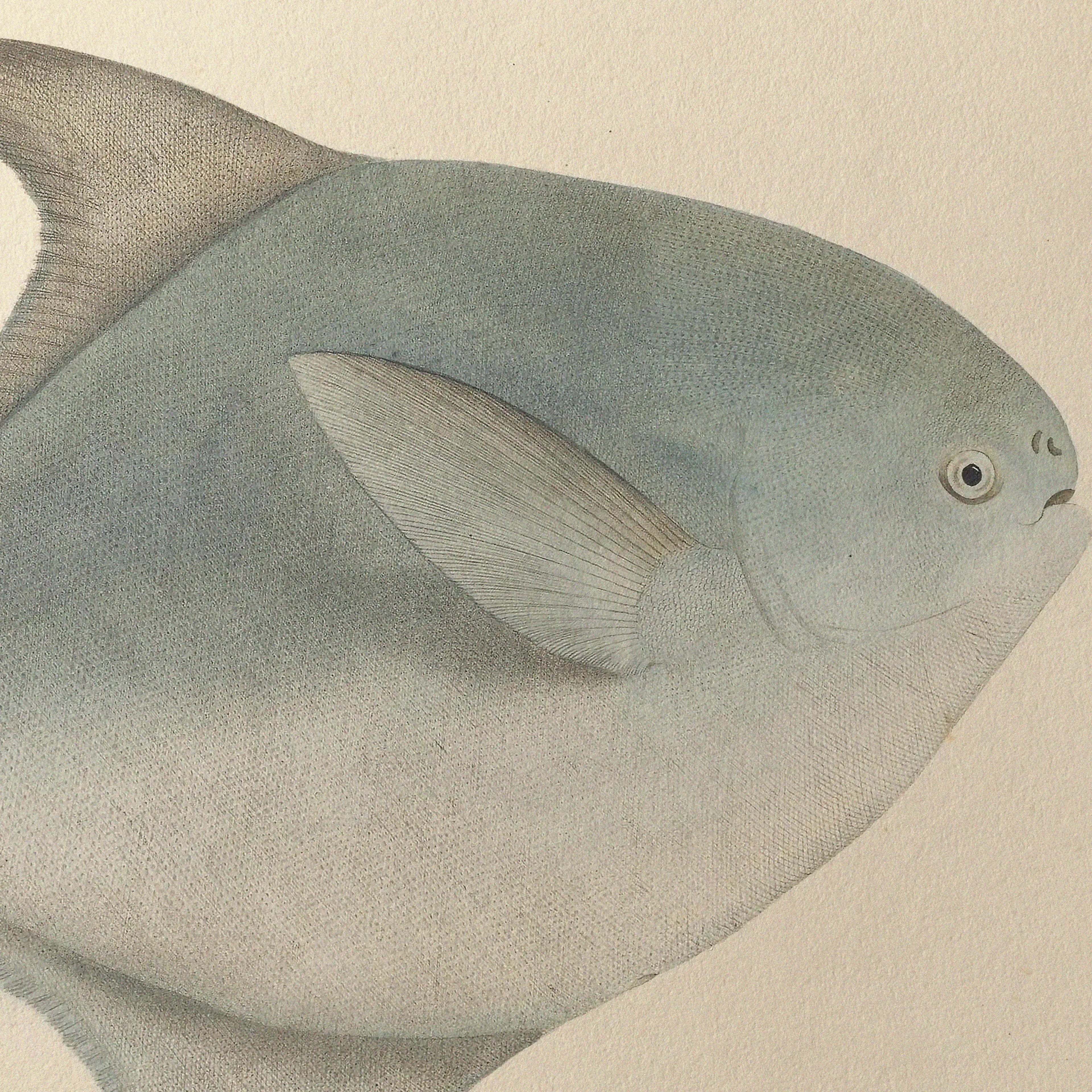 Natural History: Plate No. 56