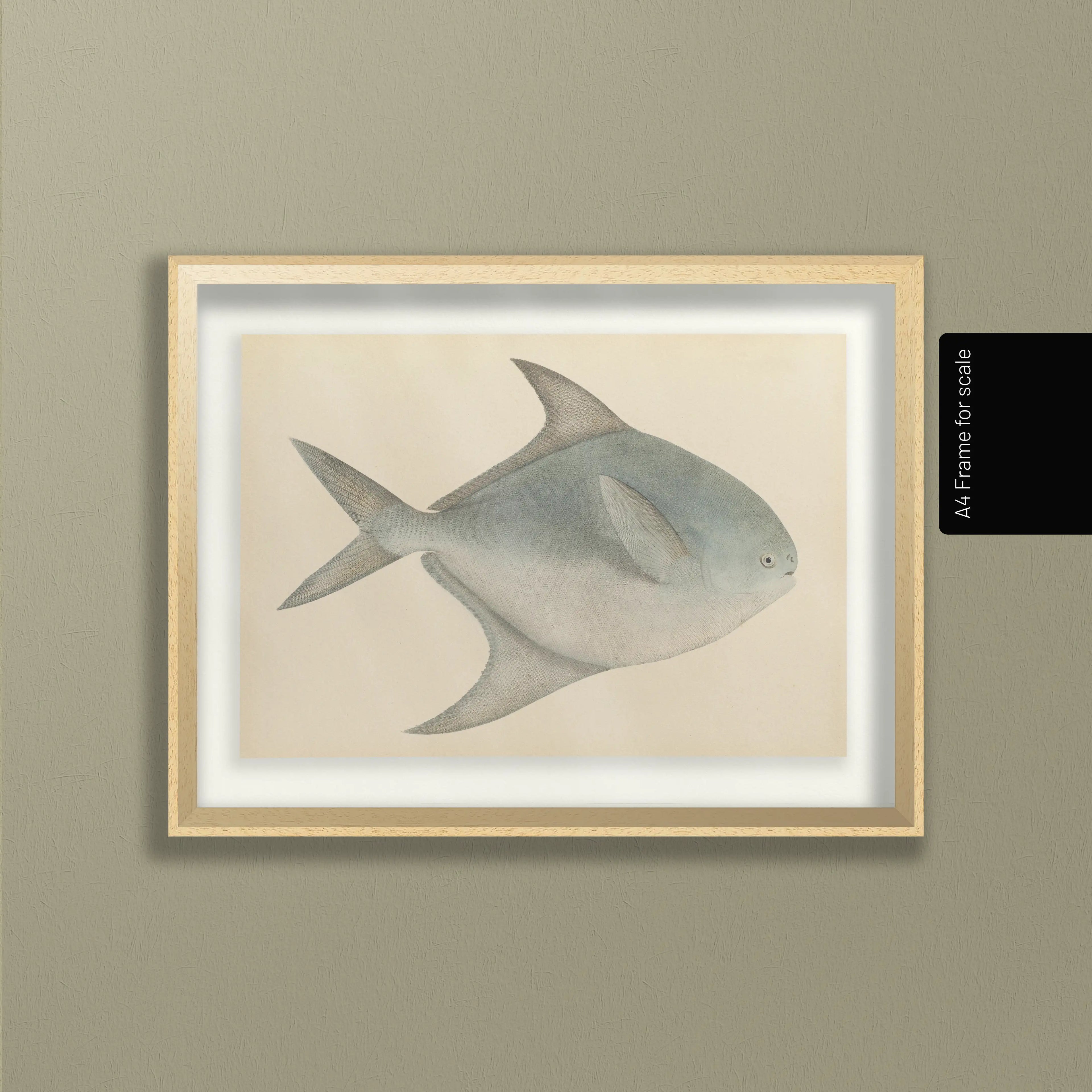 Natural History: Plate No. 56